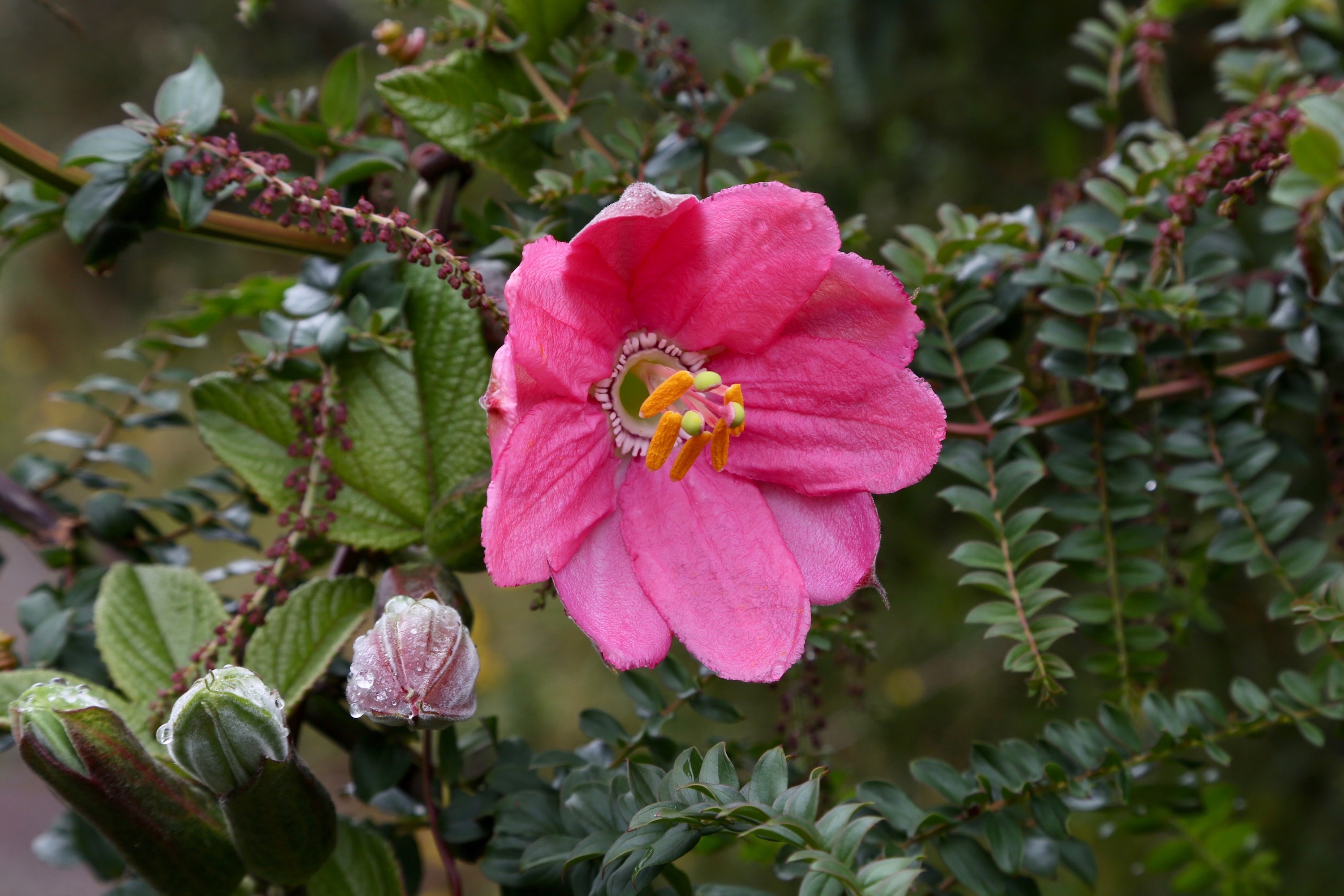 Passiflora mixta flower