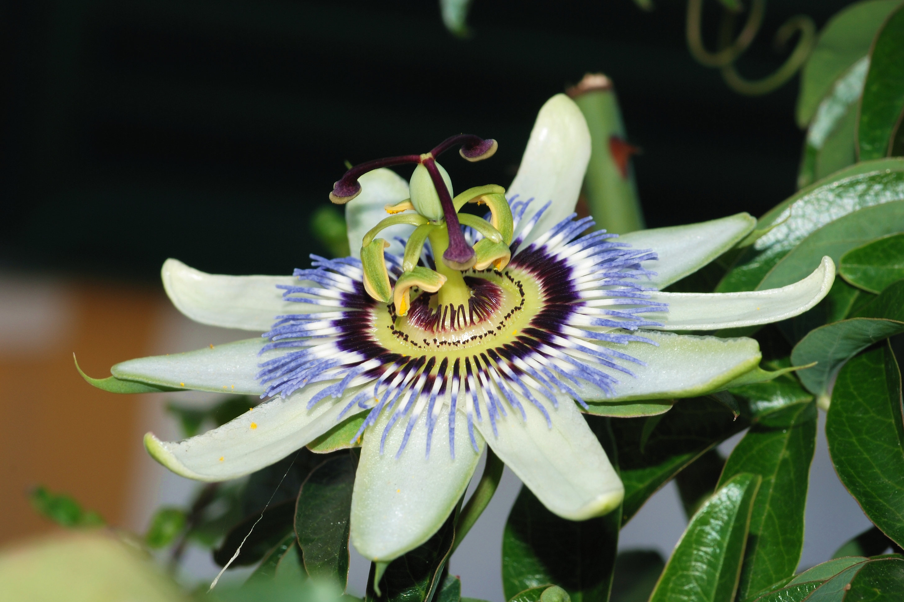Passiflora October 2008-1