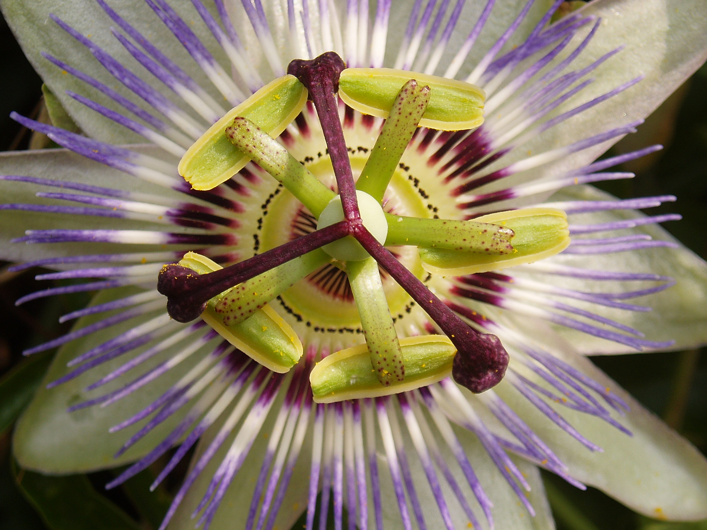 Passiflore StGildasDeRhuys