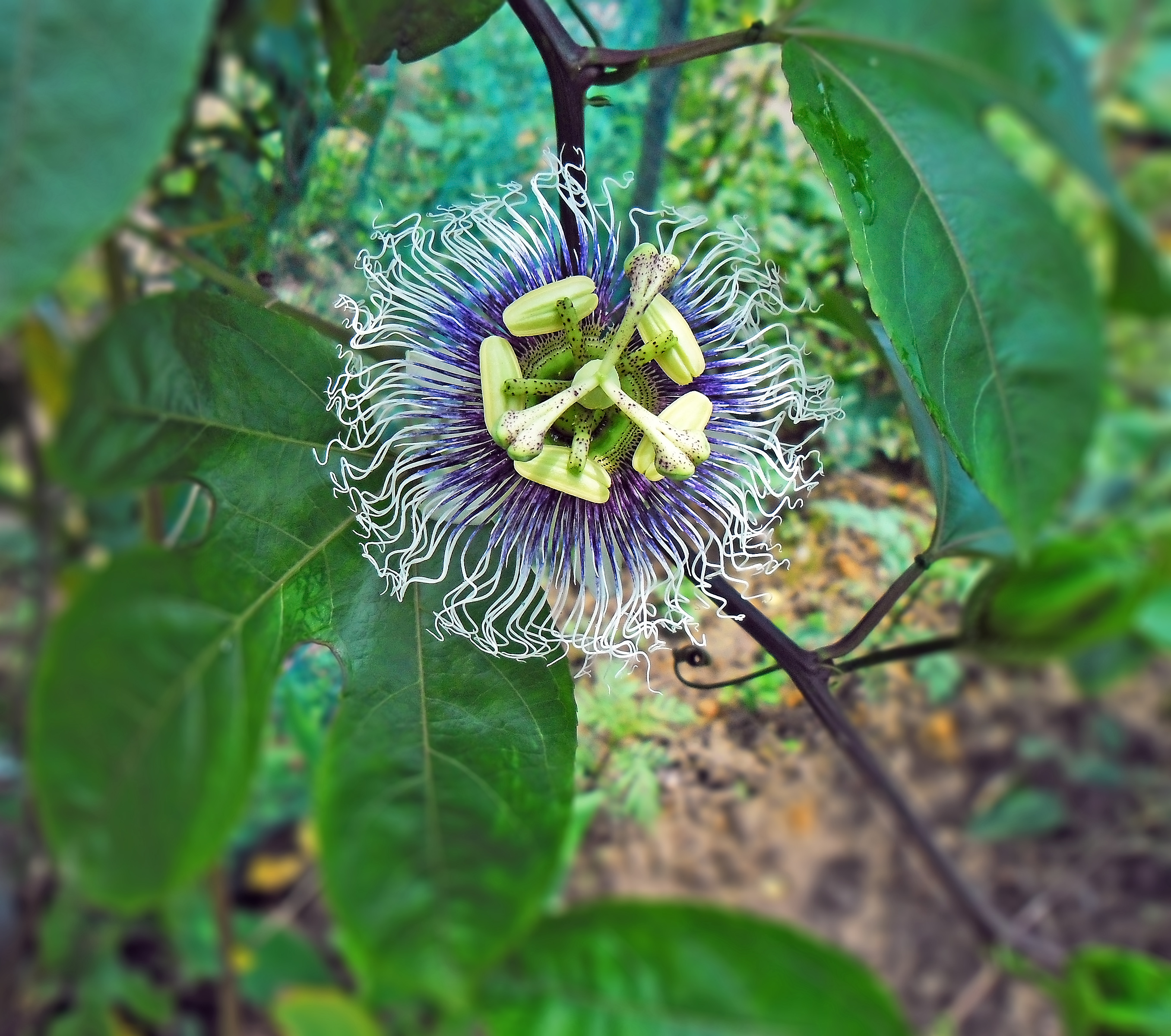 Passion Fruit flower on the vine Apr 20 2013