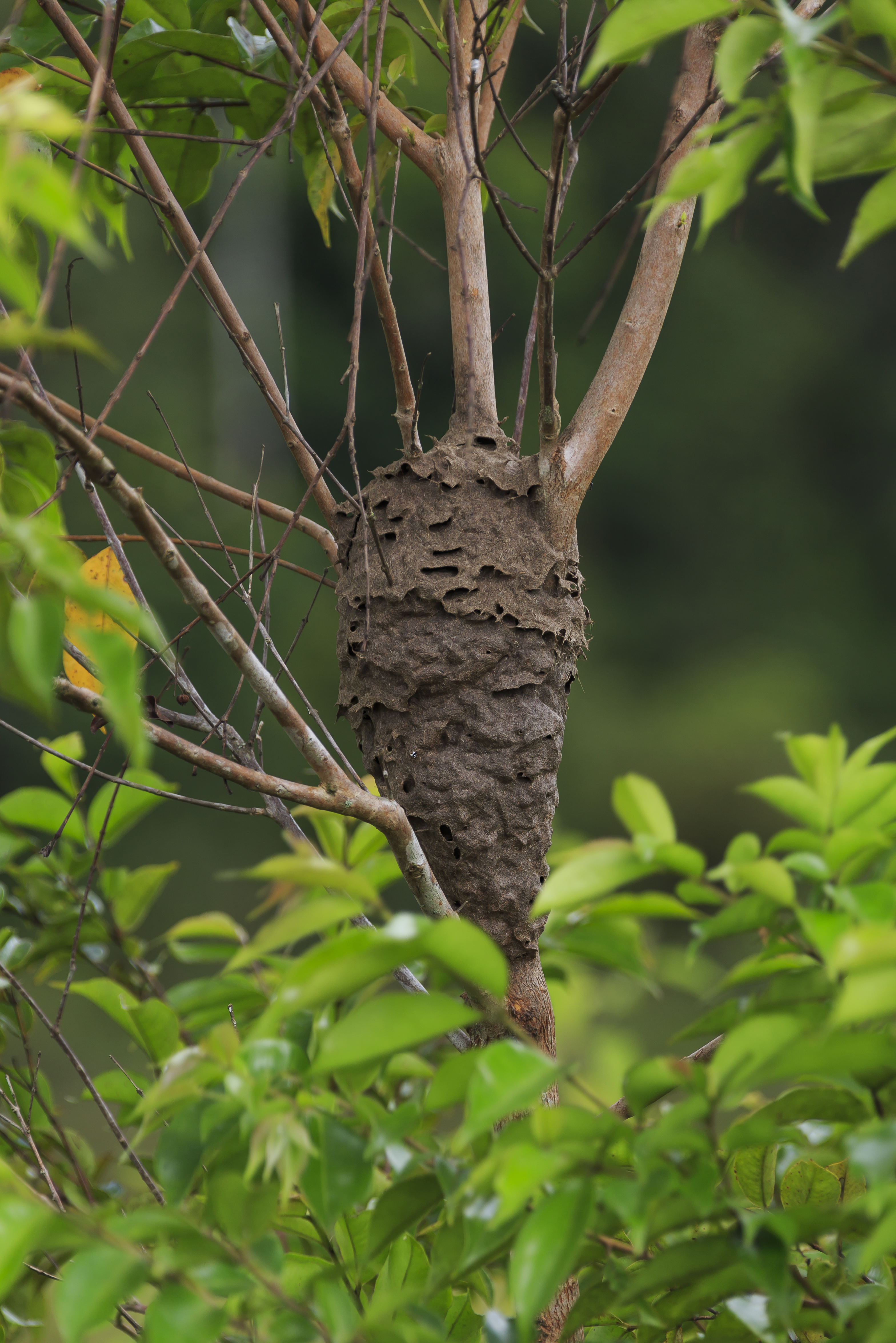 Patau Sabah Ant-nest-in-a-tree-01