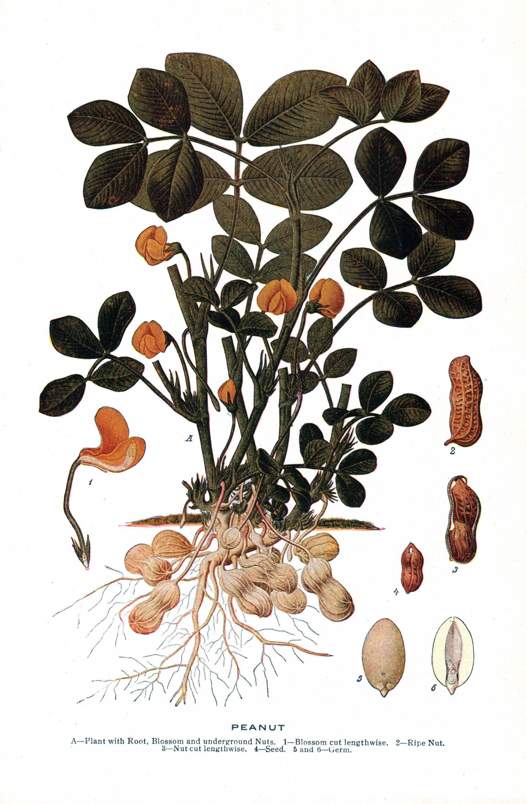 Peanut plant NSRW