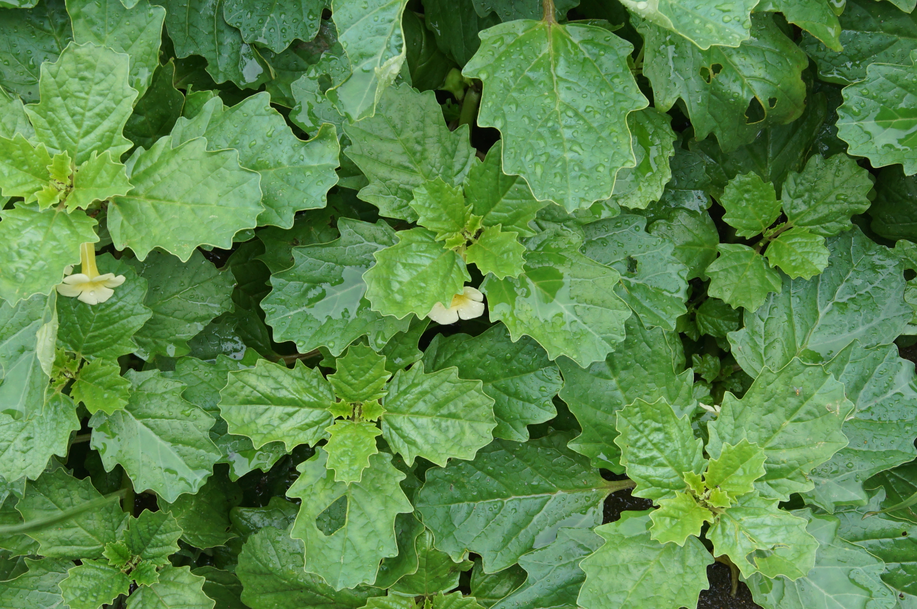 Pedalium murex 04126