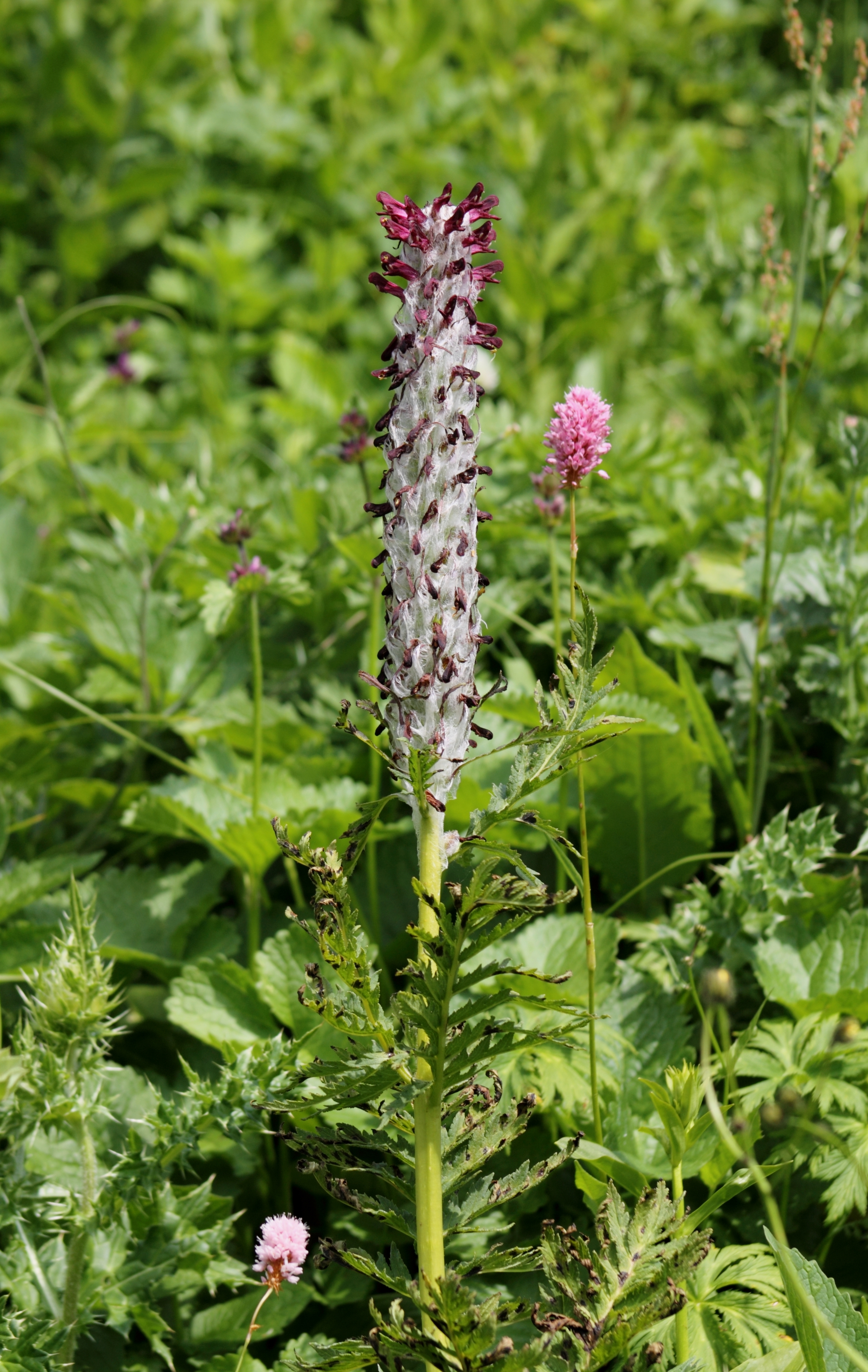 Pedicularis atropurpurea