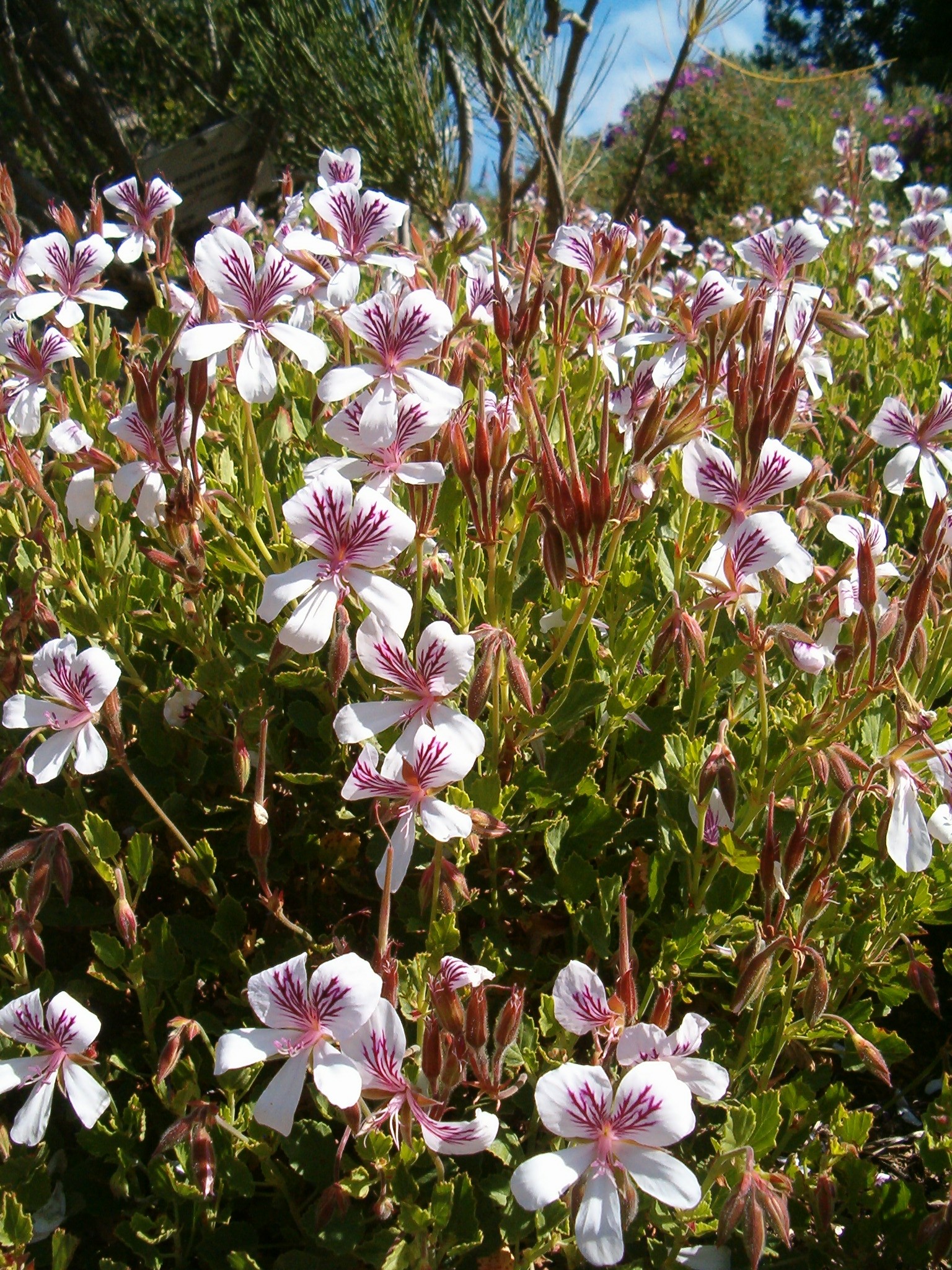 Pelargonium betulinum KirstenboschBotGard09292010A