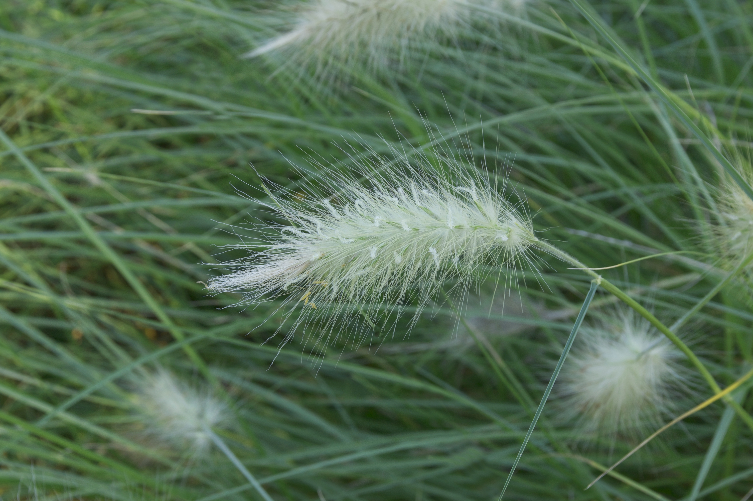 Pennisetum villosum 002