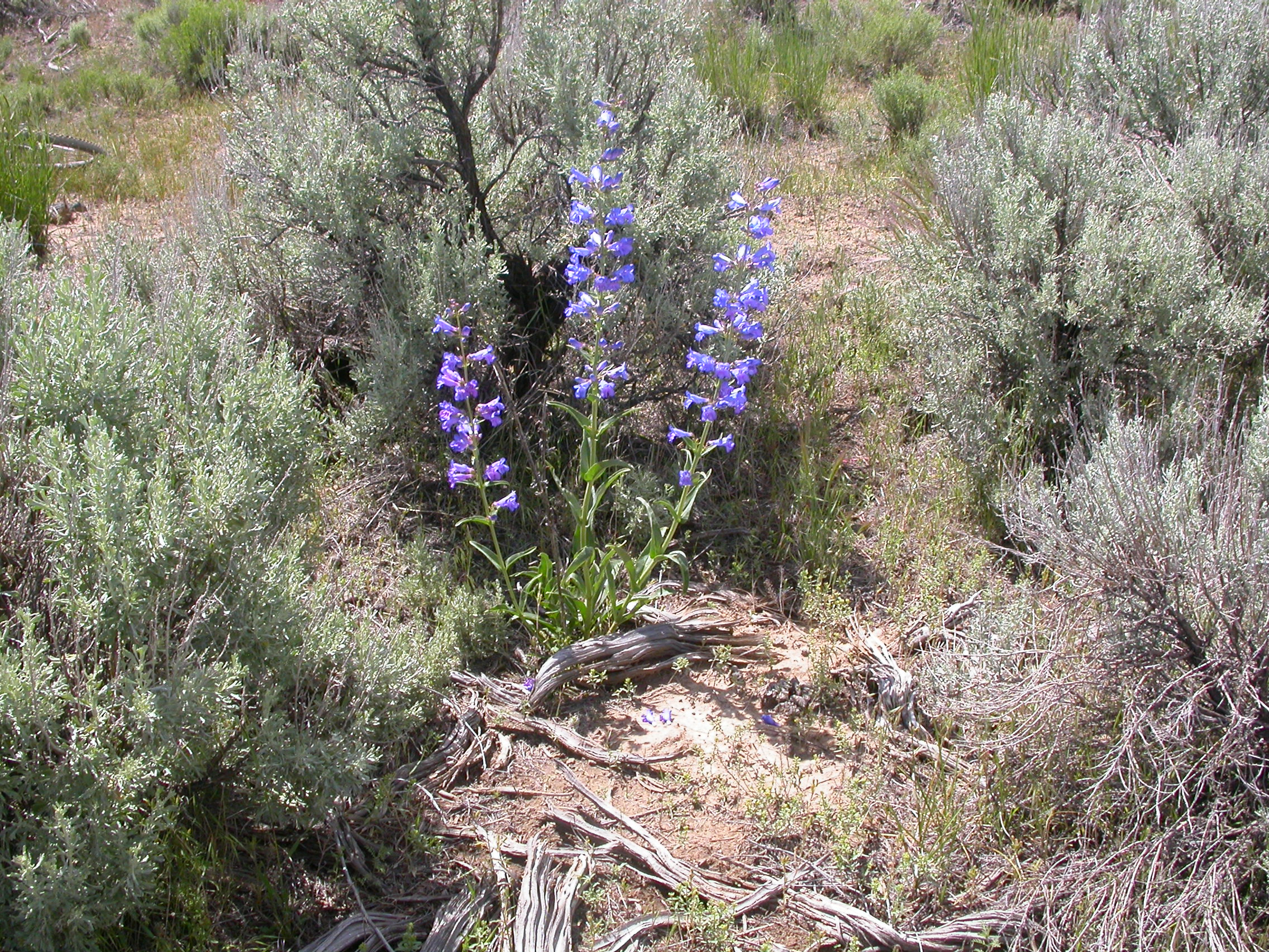 Penstemon cyananthus subglaber (4045865664)