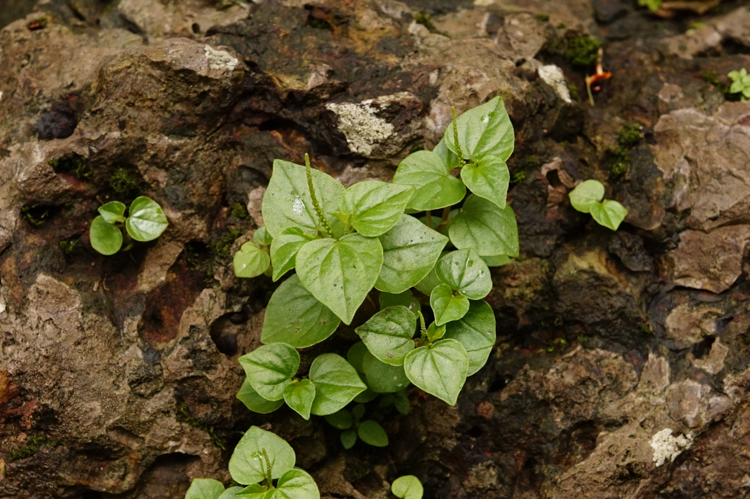 Peperomia pellucida 6963