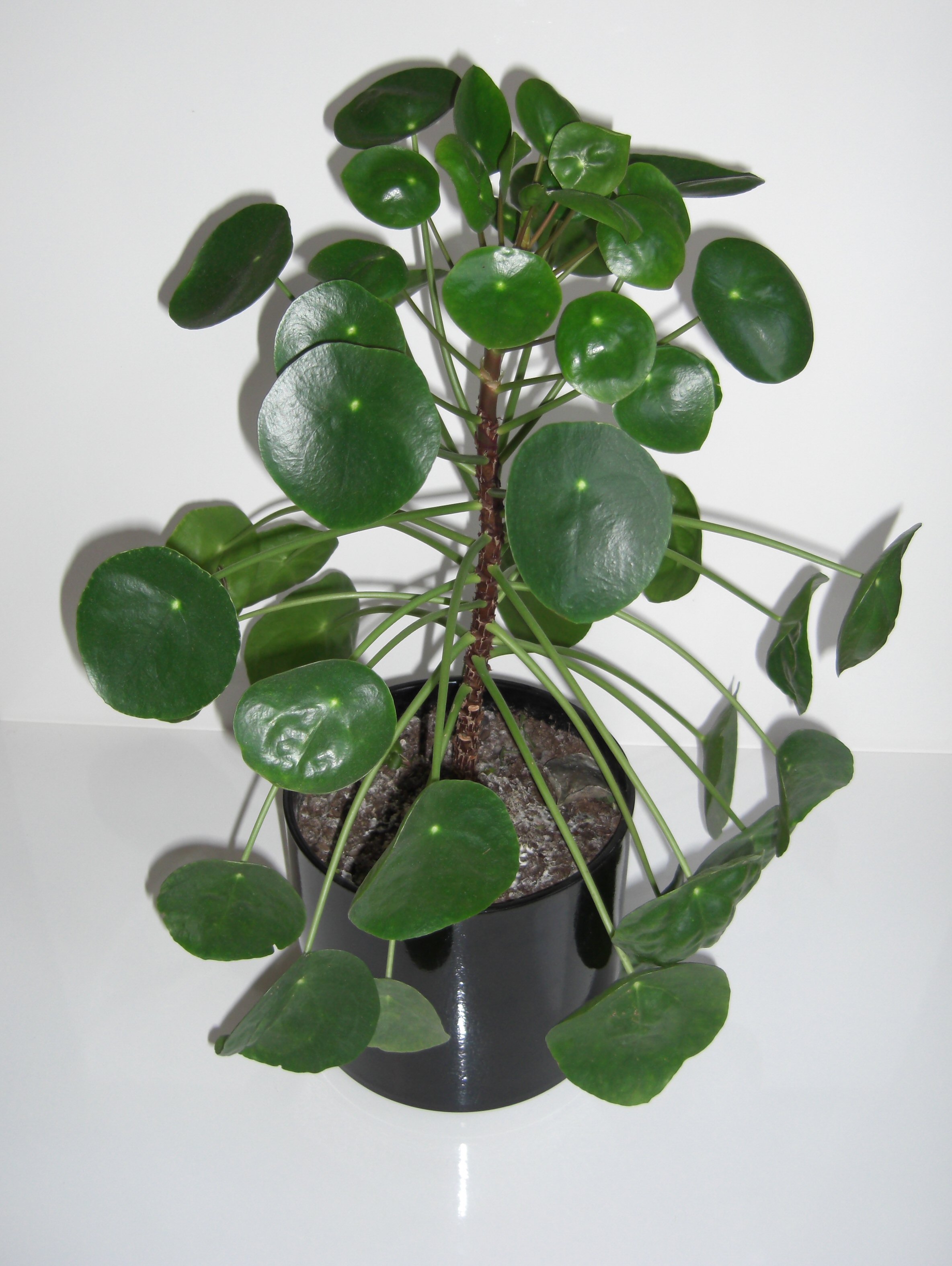 Peperomioides-07