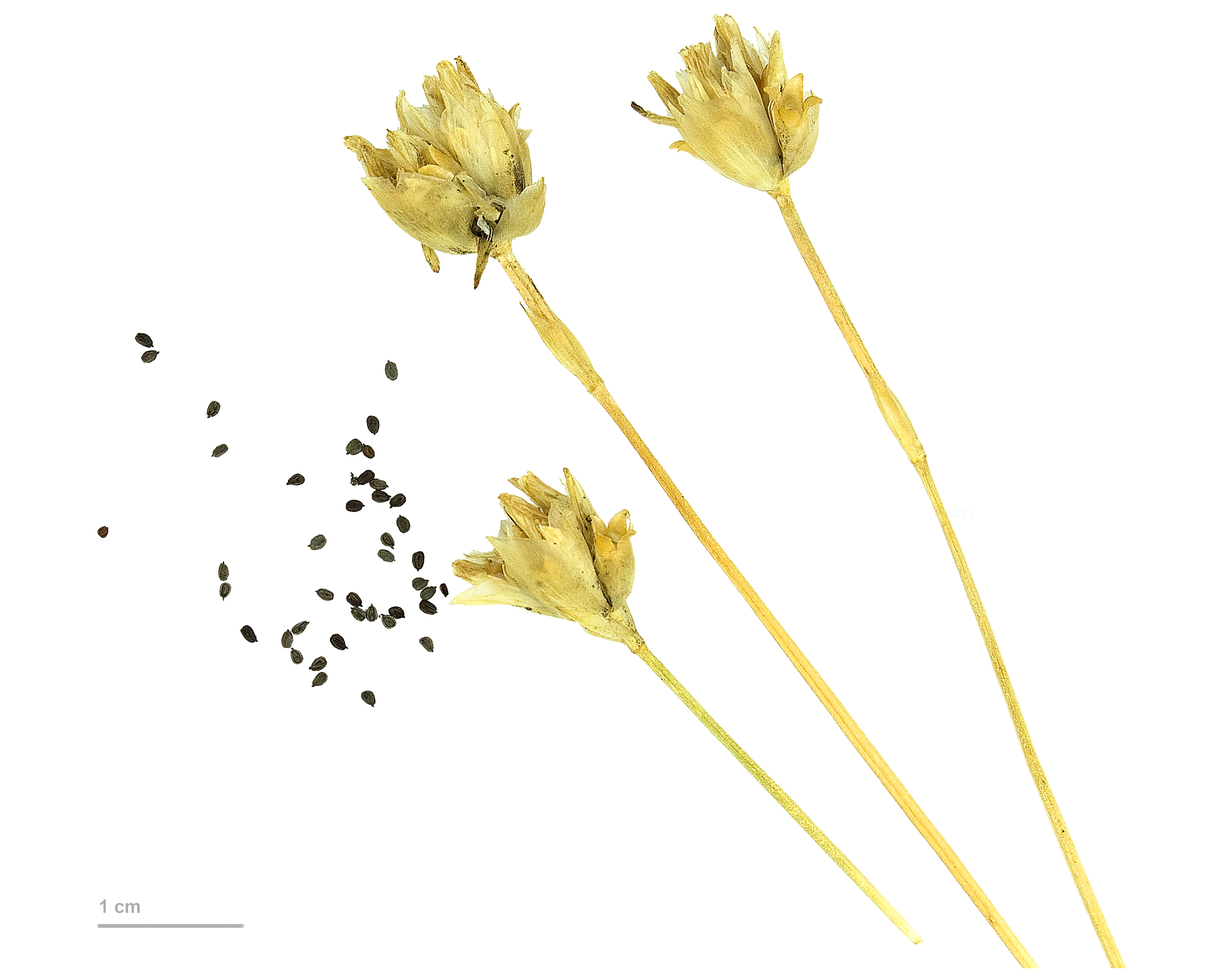 Petrorhagia prolifera MHNT.BOT.2012.10.22