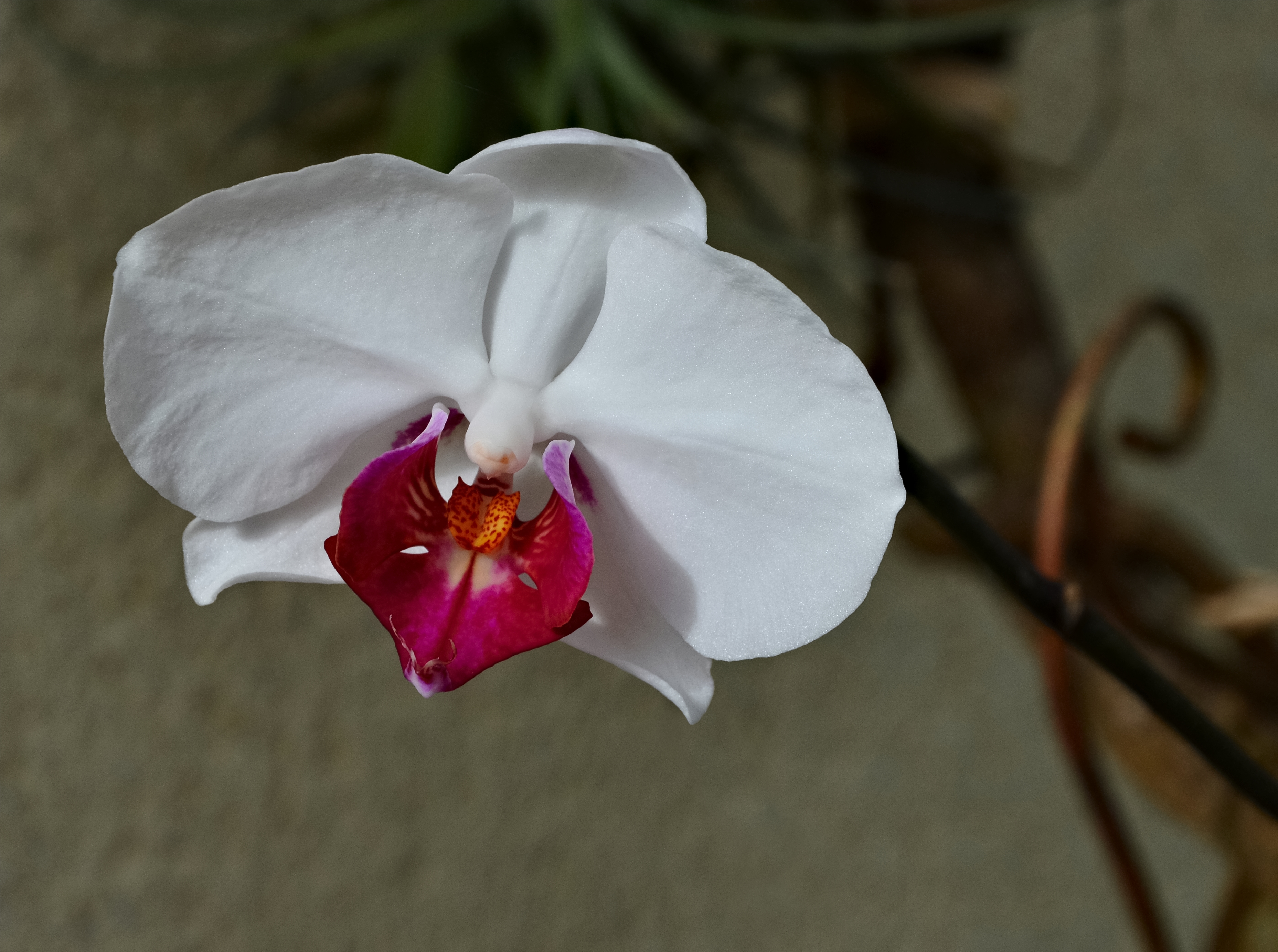 Phalaenopsis Hybride FR 2013