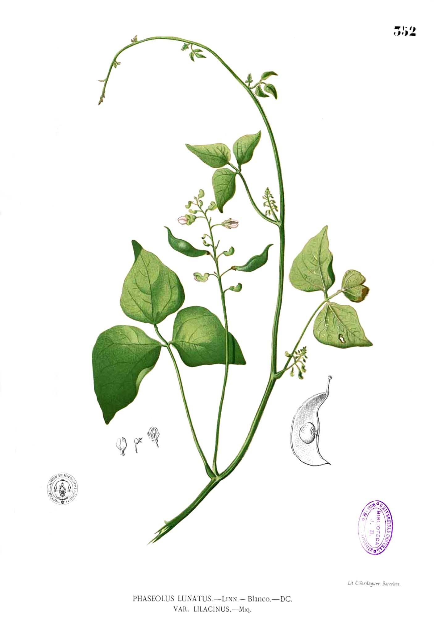 Phaseolus lunatus Blanco2.352