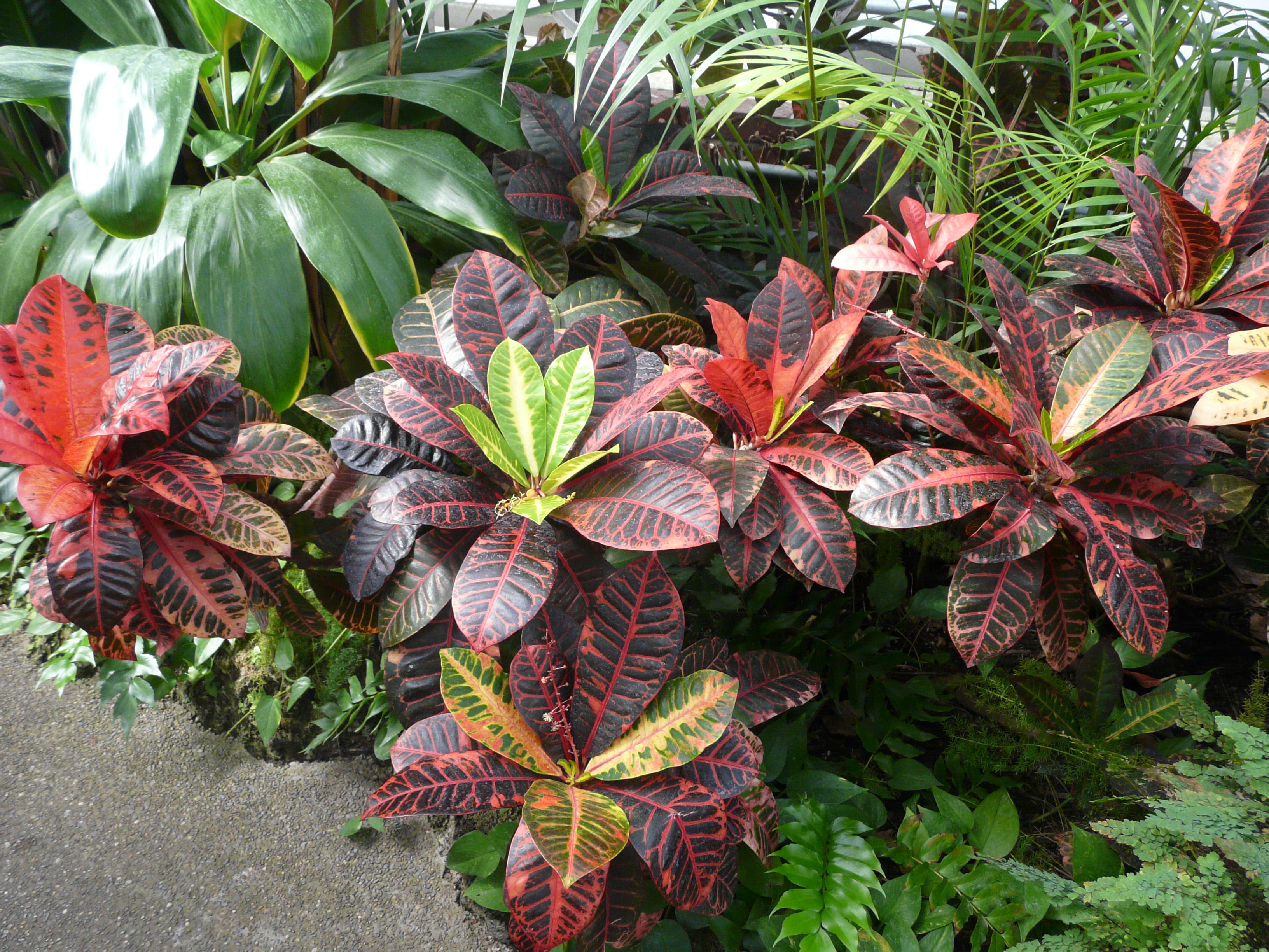 Phipps - 064