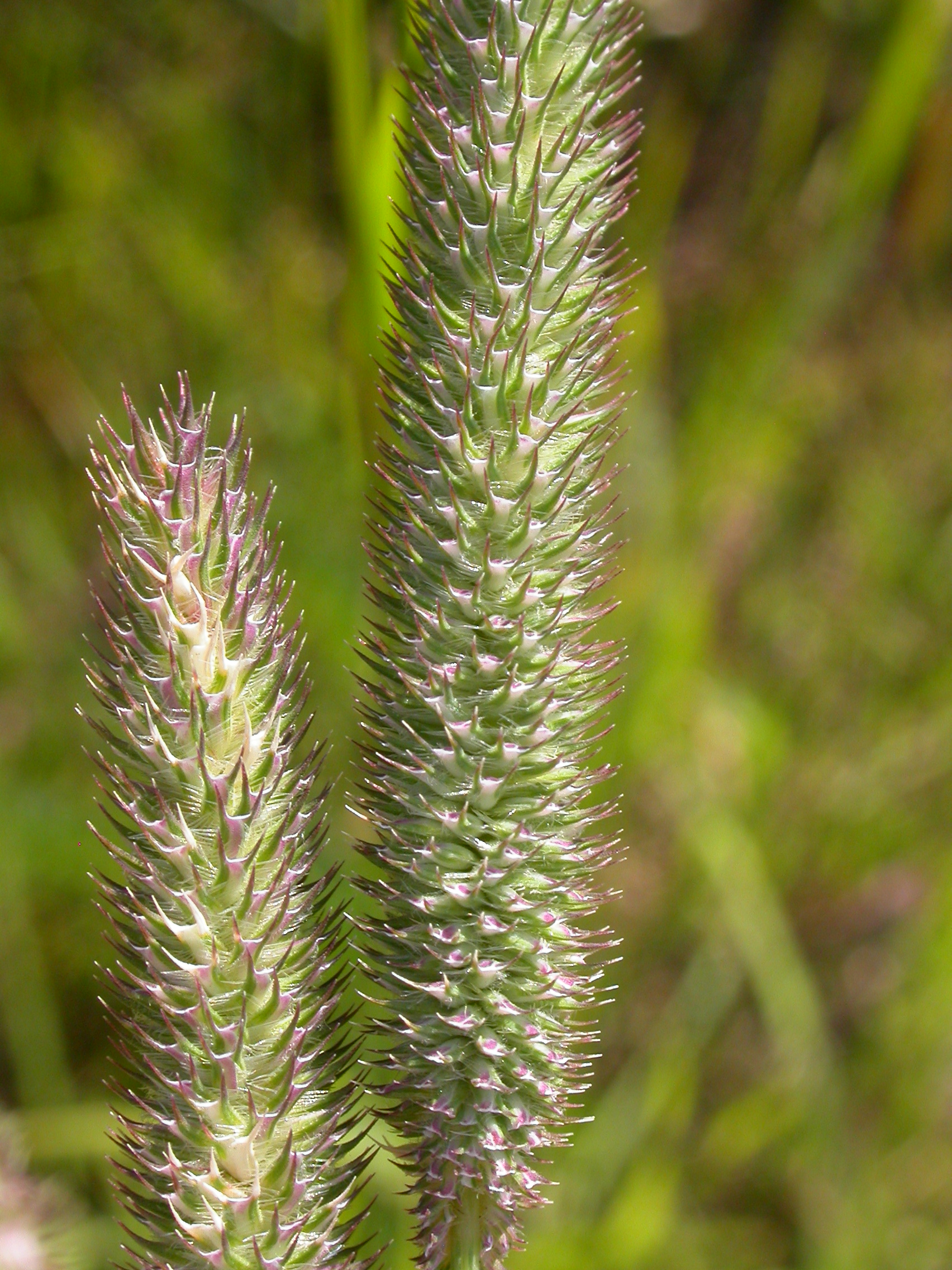 Phleum pratense (3811873040)