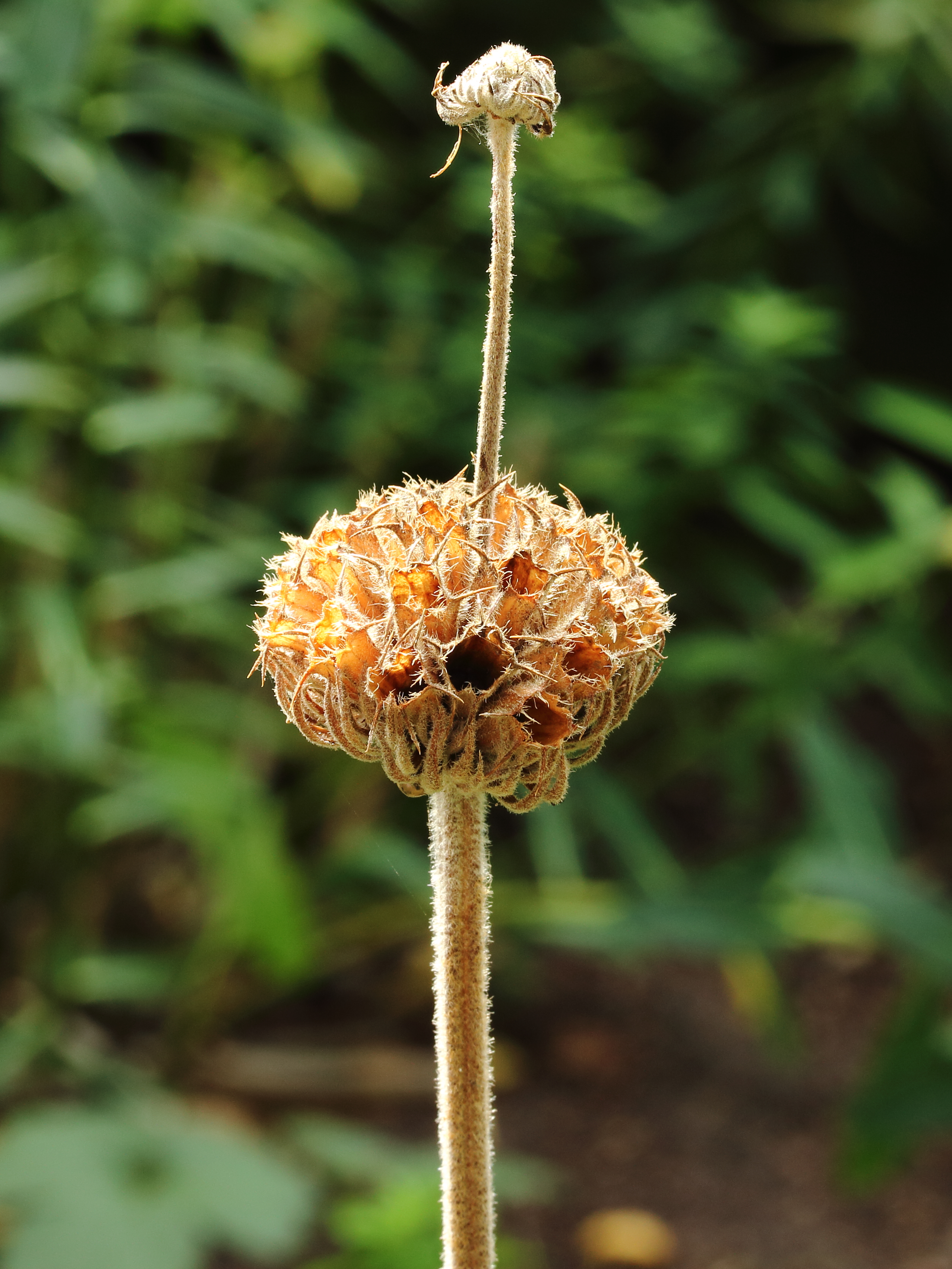 Phlomis russeliana, brandkruid