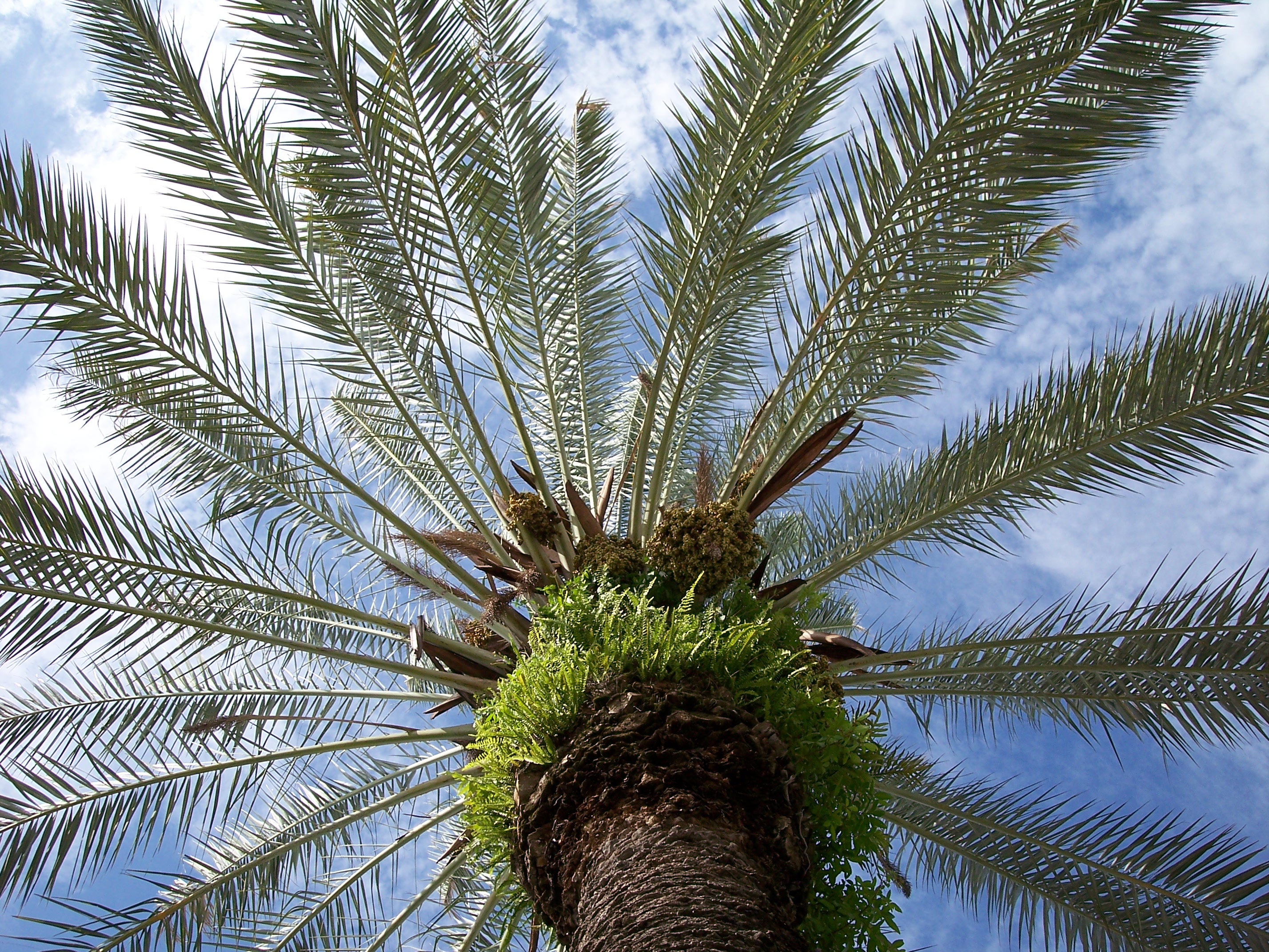 Phoenix dactylifera100 4209