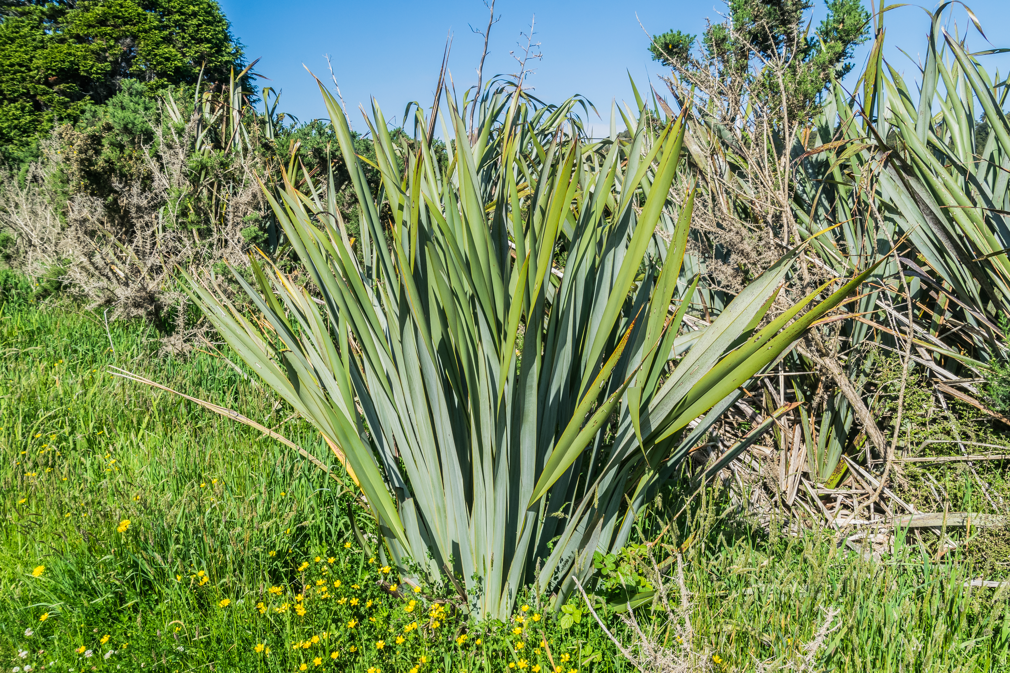 Phormium cookianum in Westland NP 01