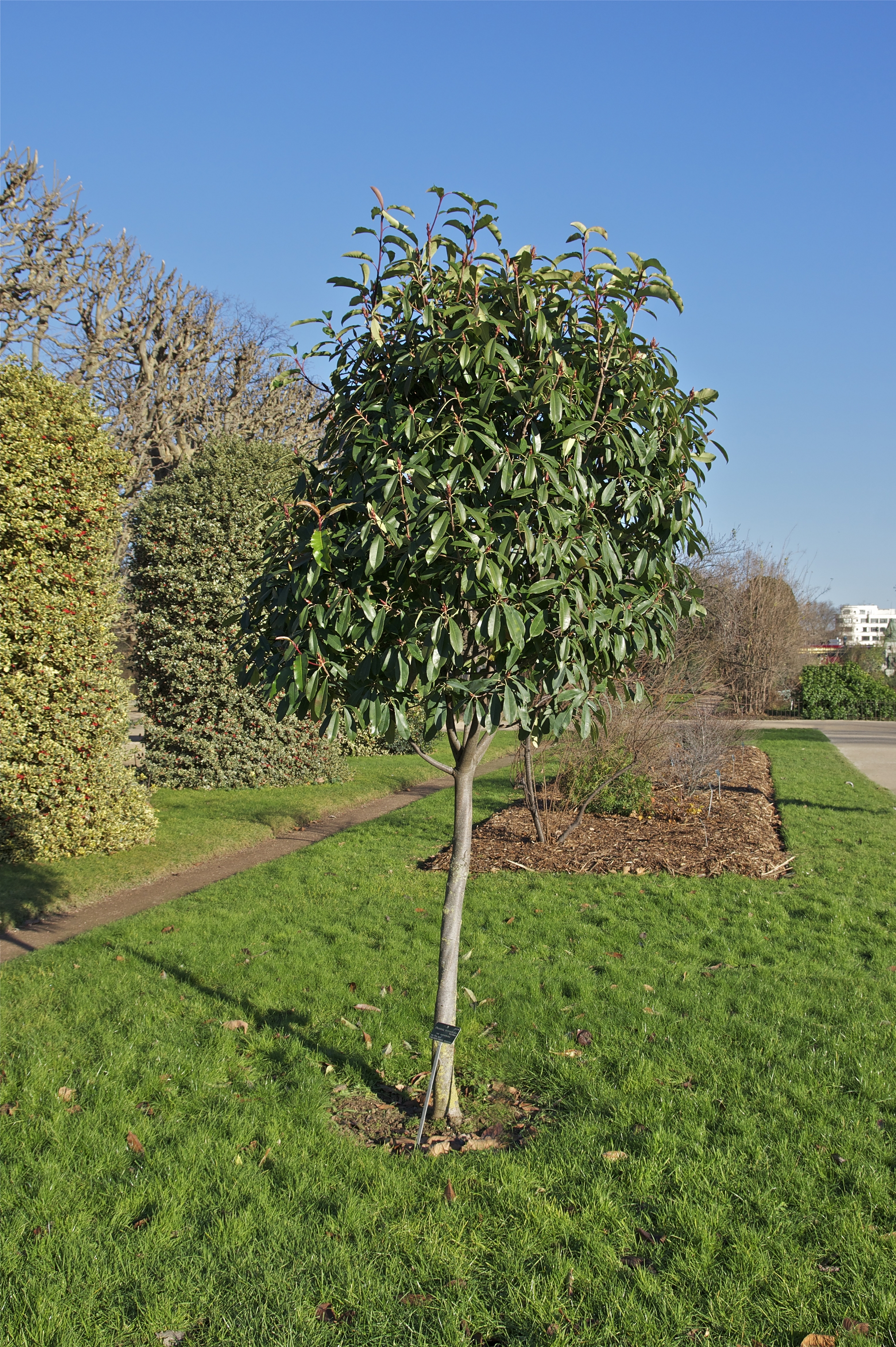 Photinia serratifolia JdP