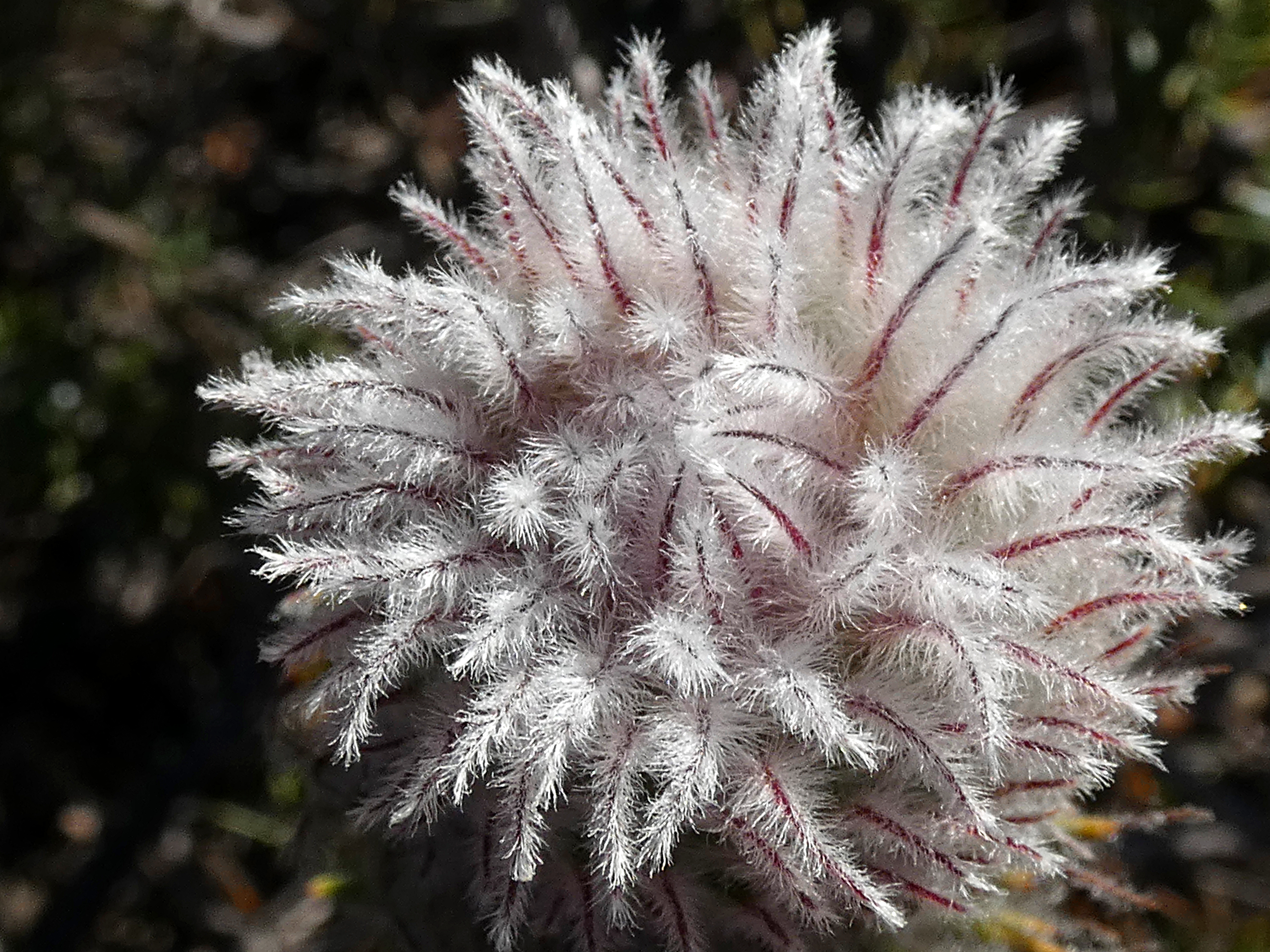 Phylica sp. 1, Middelberg Pass