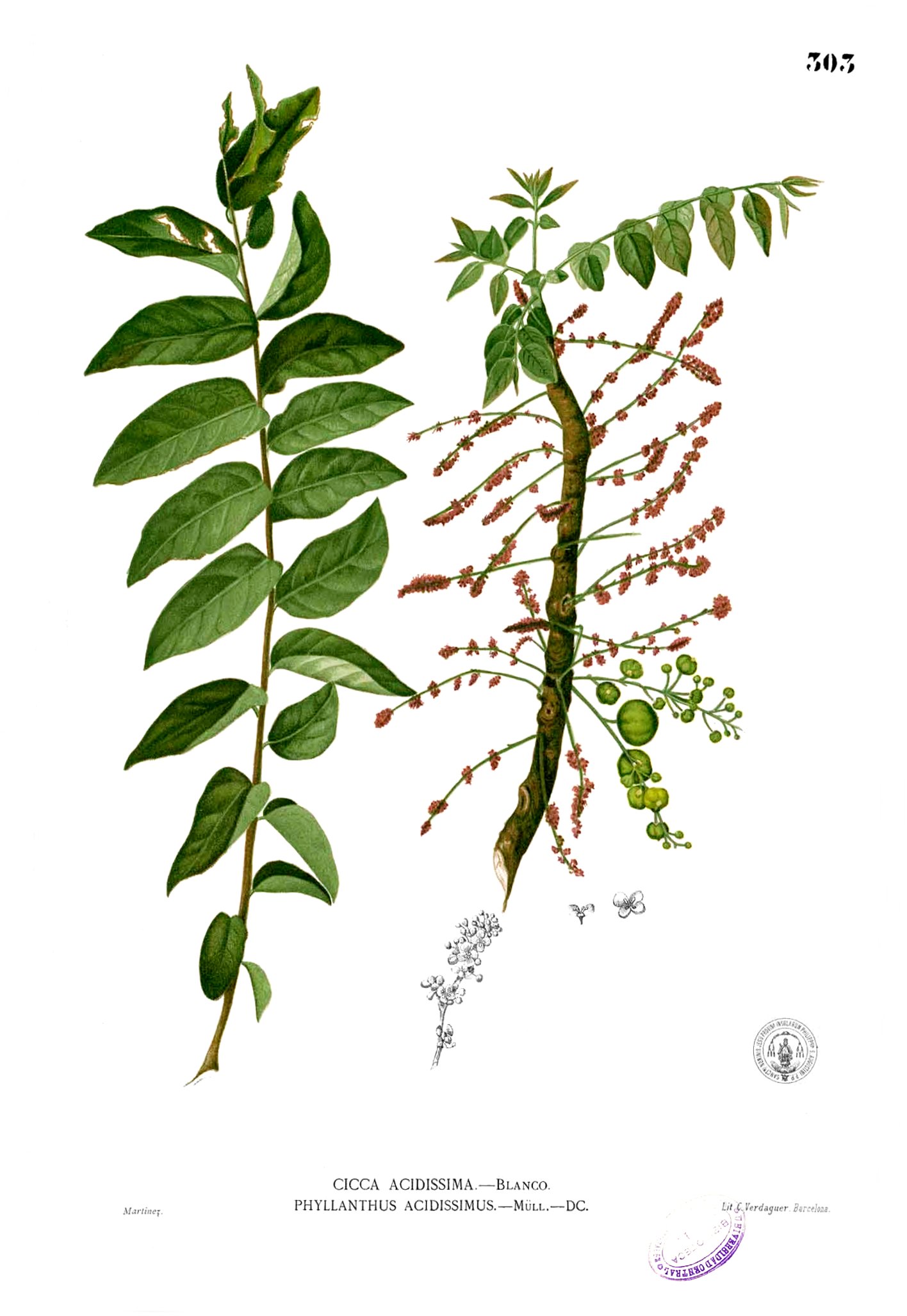 Phyllanthus acidus Blanco2.303