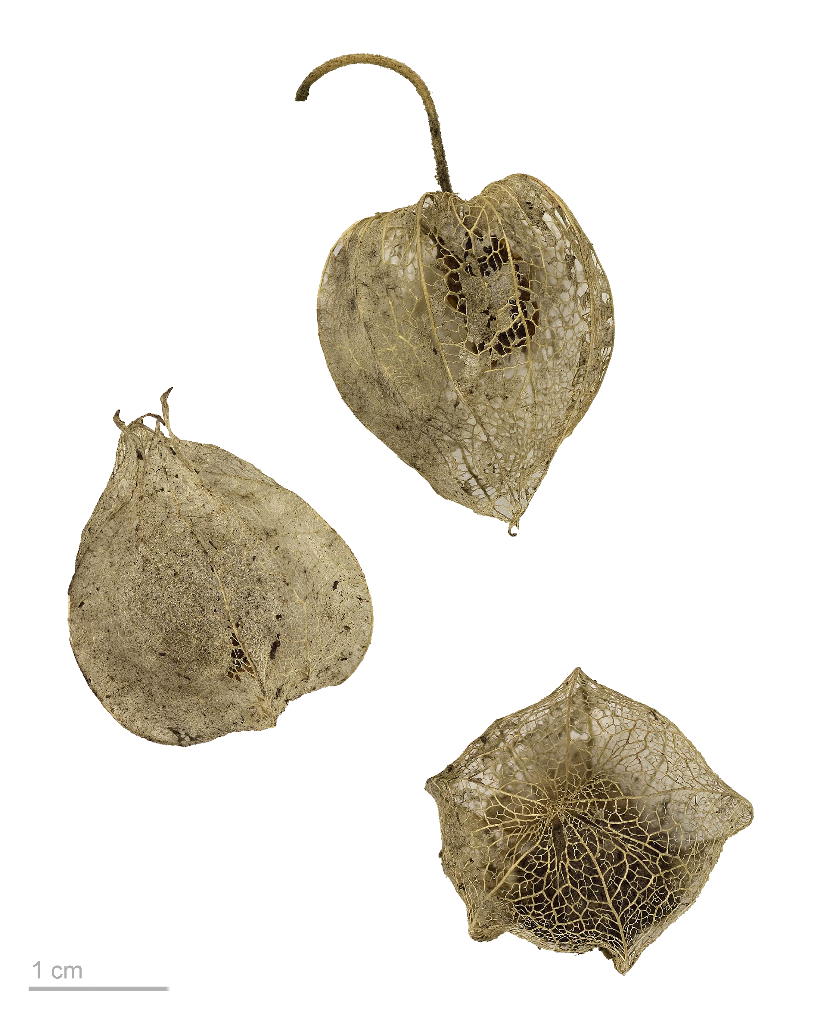 Physalis pubescens MHNT.BOT.2008.1.51