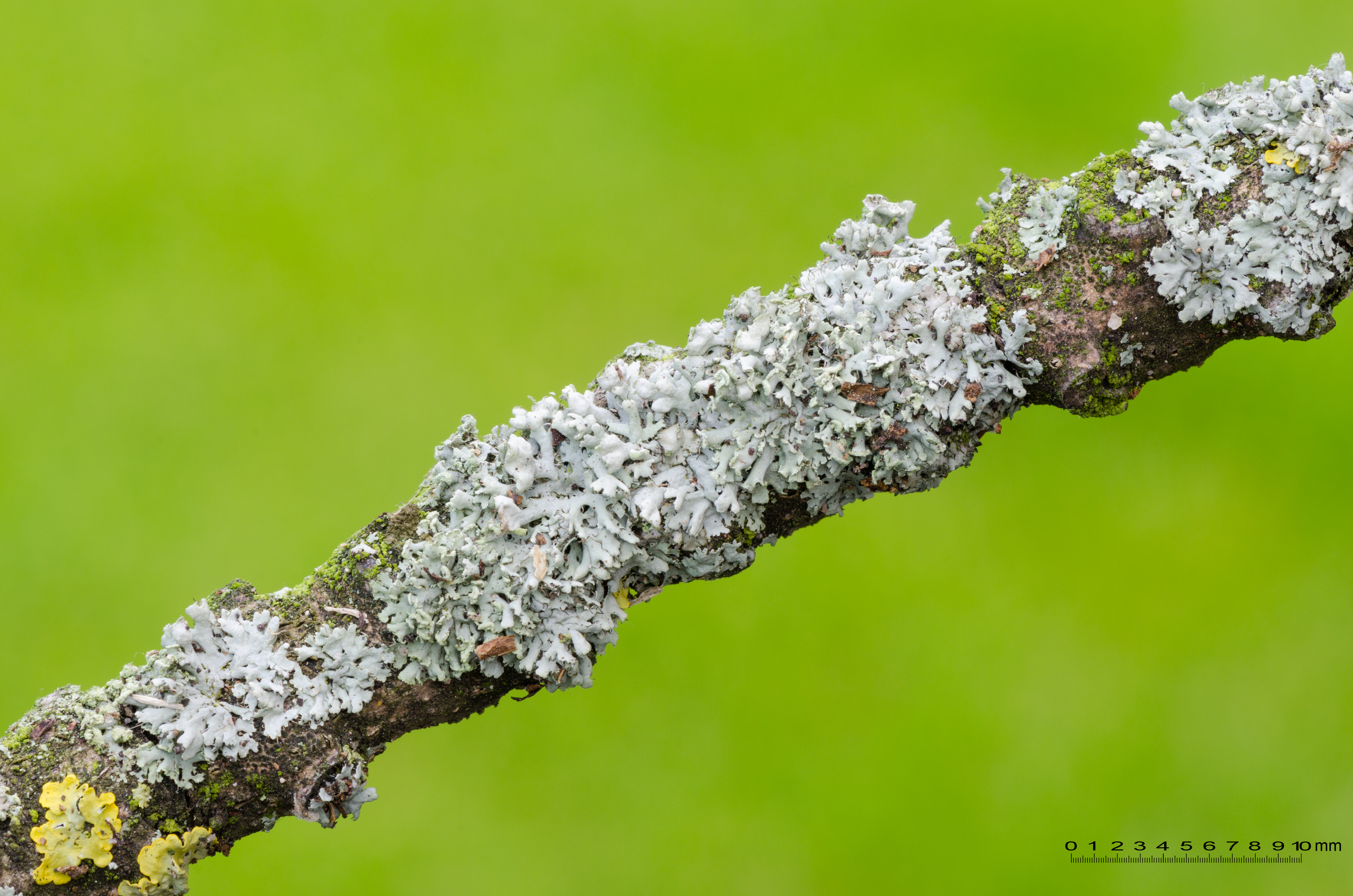 Physcia adscendens together with Xanthoria parietina - on a branch of an ash tree - Fraxinus excelsior - 02
