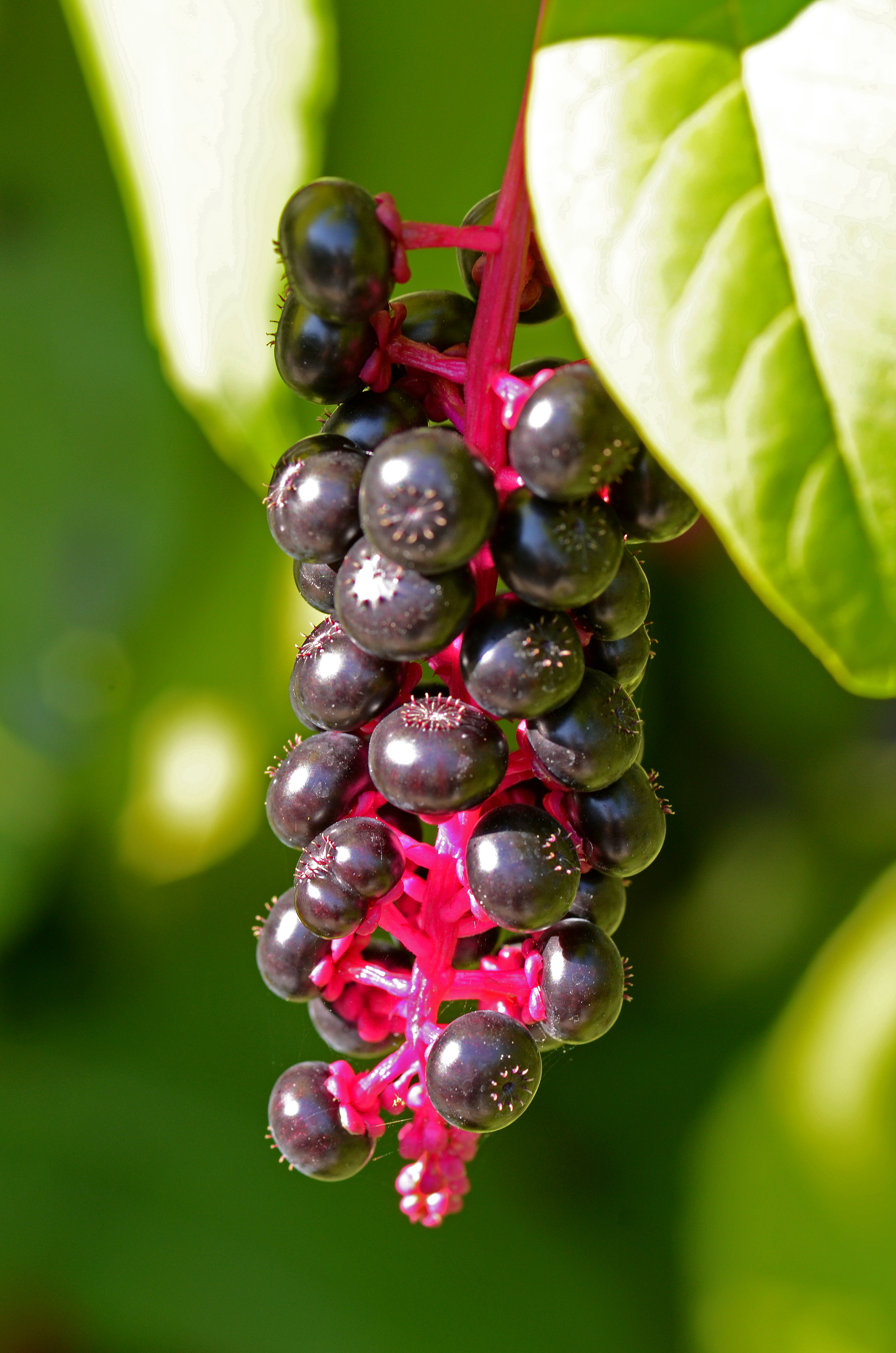 Phytolacca americana 4526