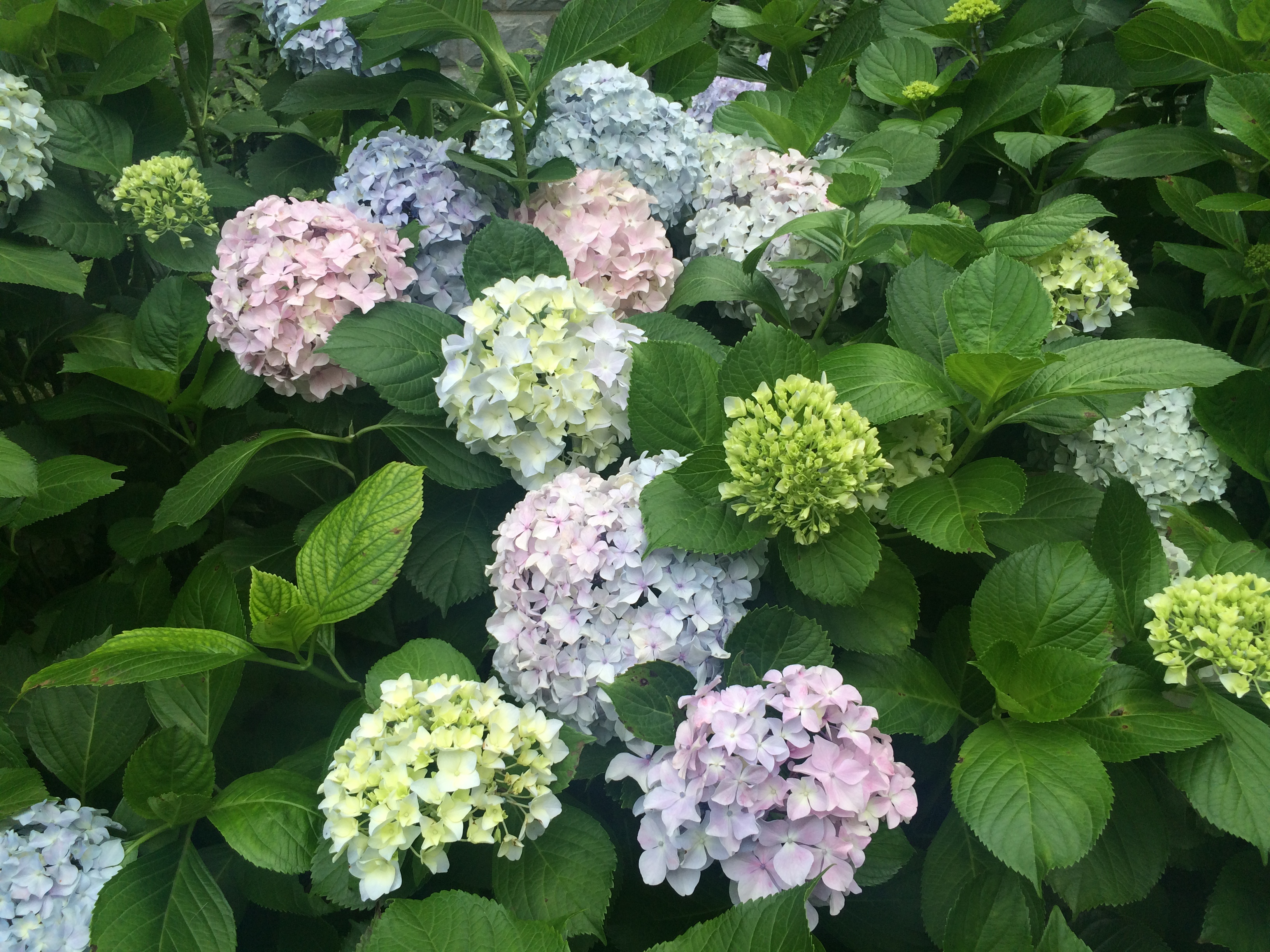 PIC 20160604 Hydrangea macrophylla