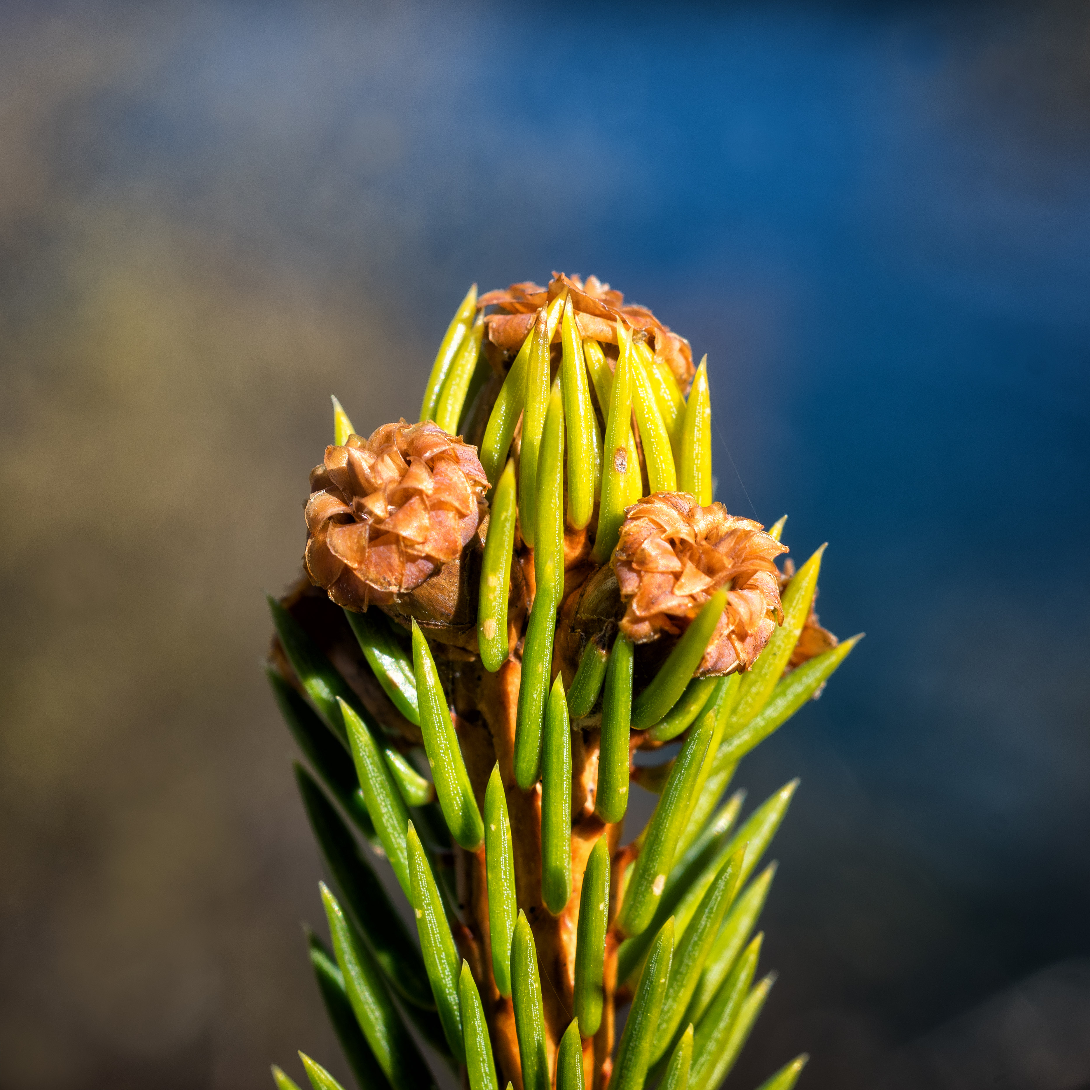 Picea abies shoot with buds, Sogndal, Norway