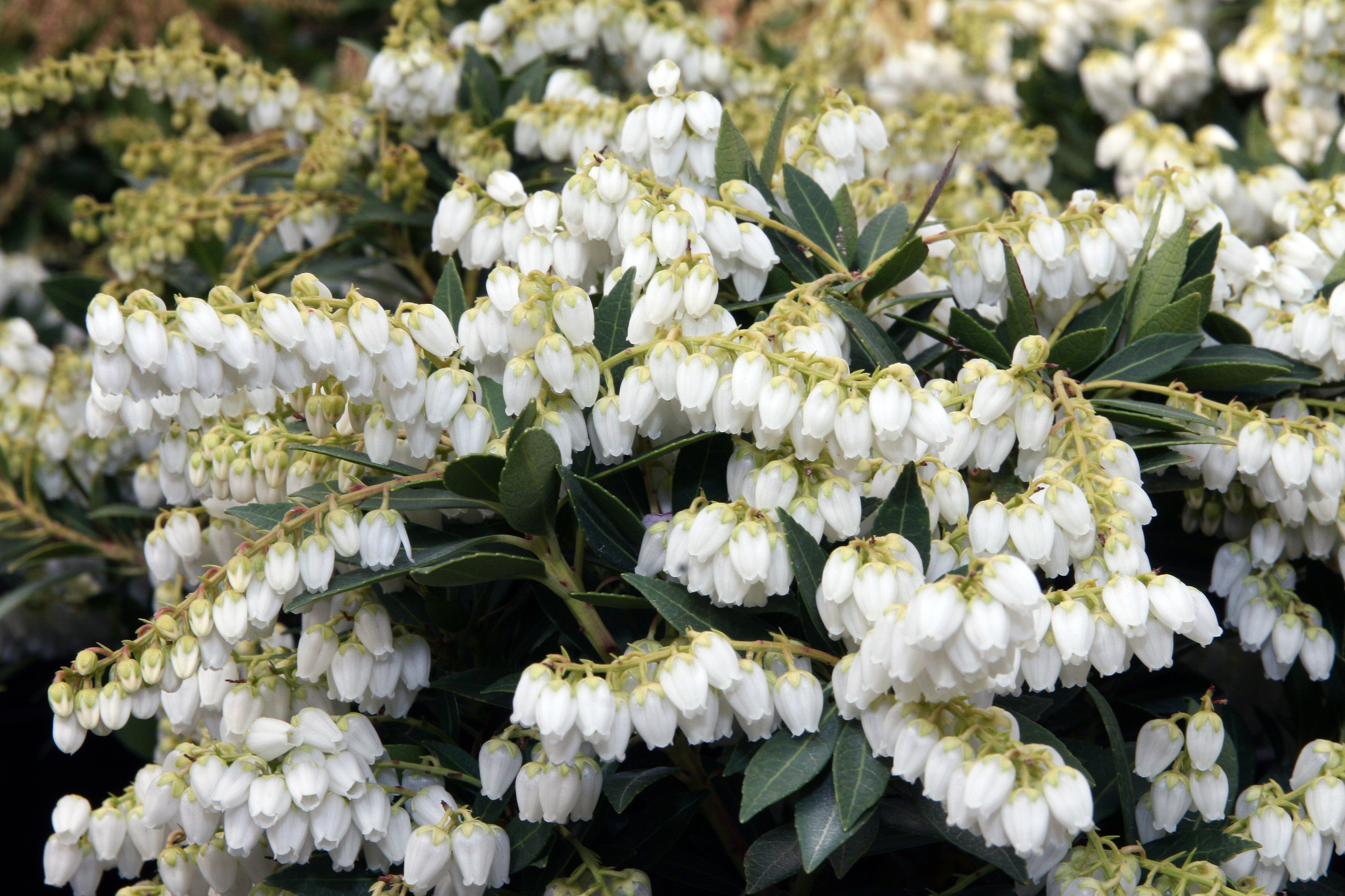 Pieris japonica var. yakushimanum Cavatine 5zz