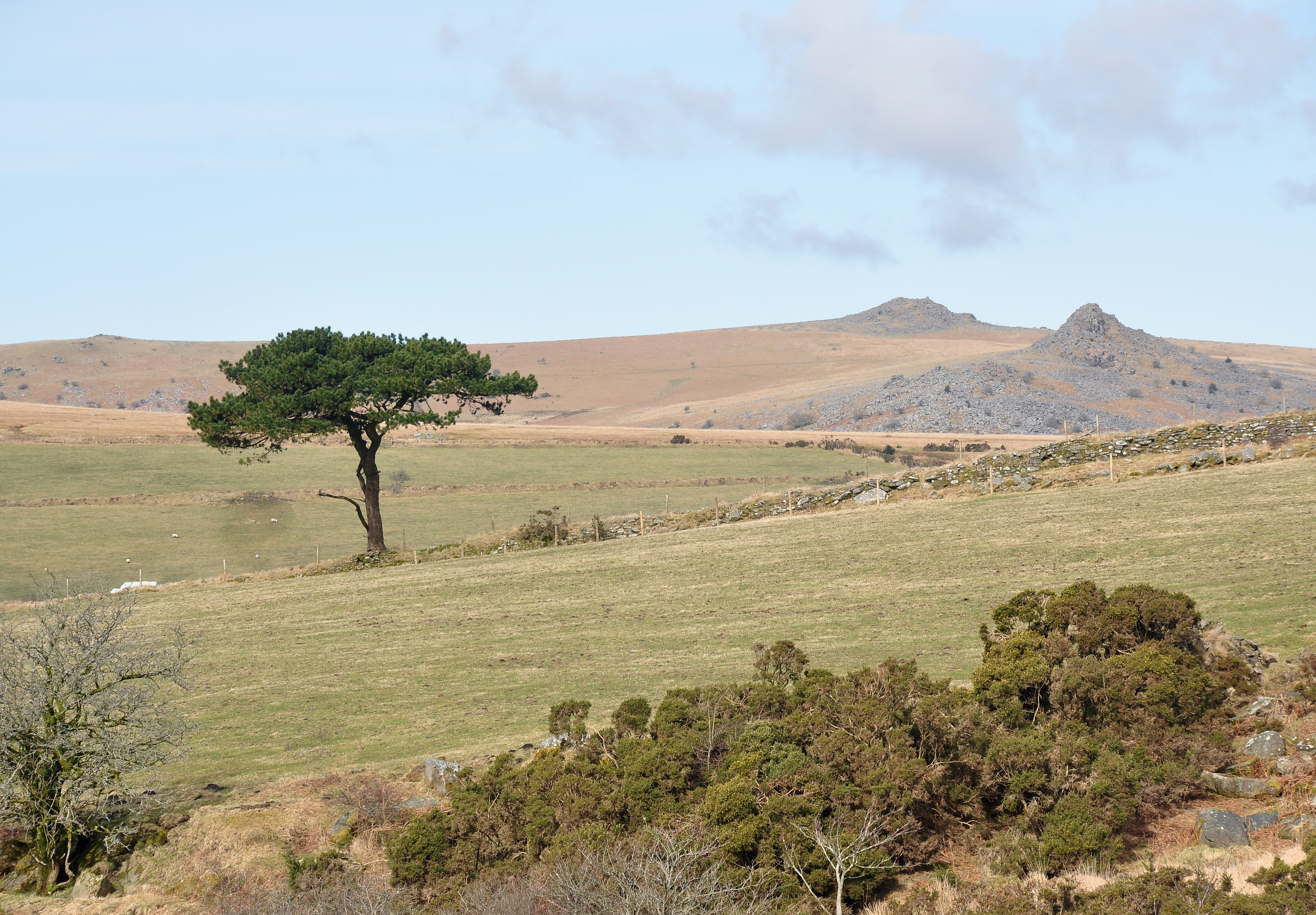 Pine and tors near Burrator