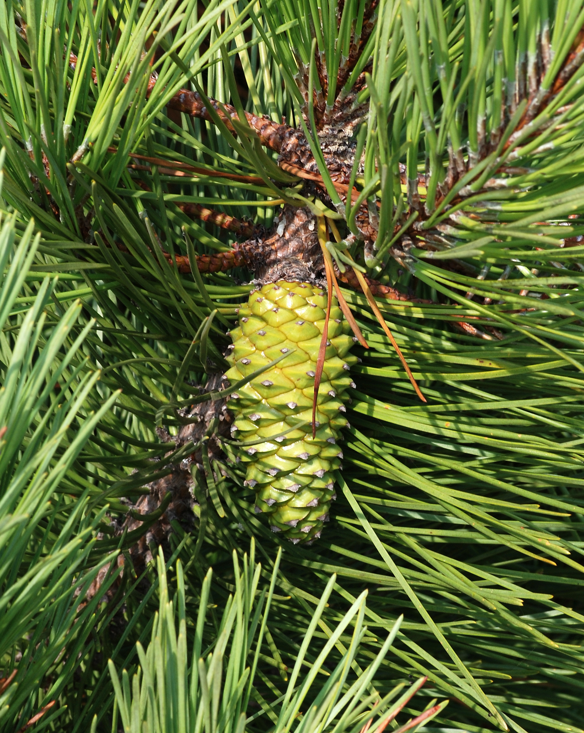 Pine cone July 2012-1
