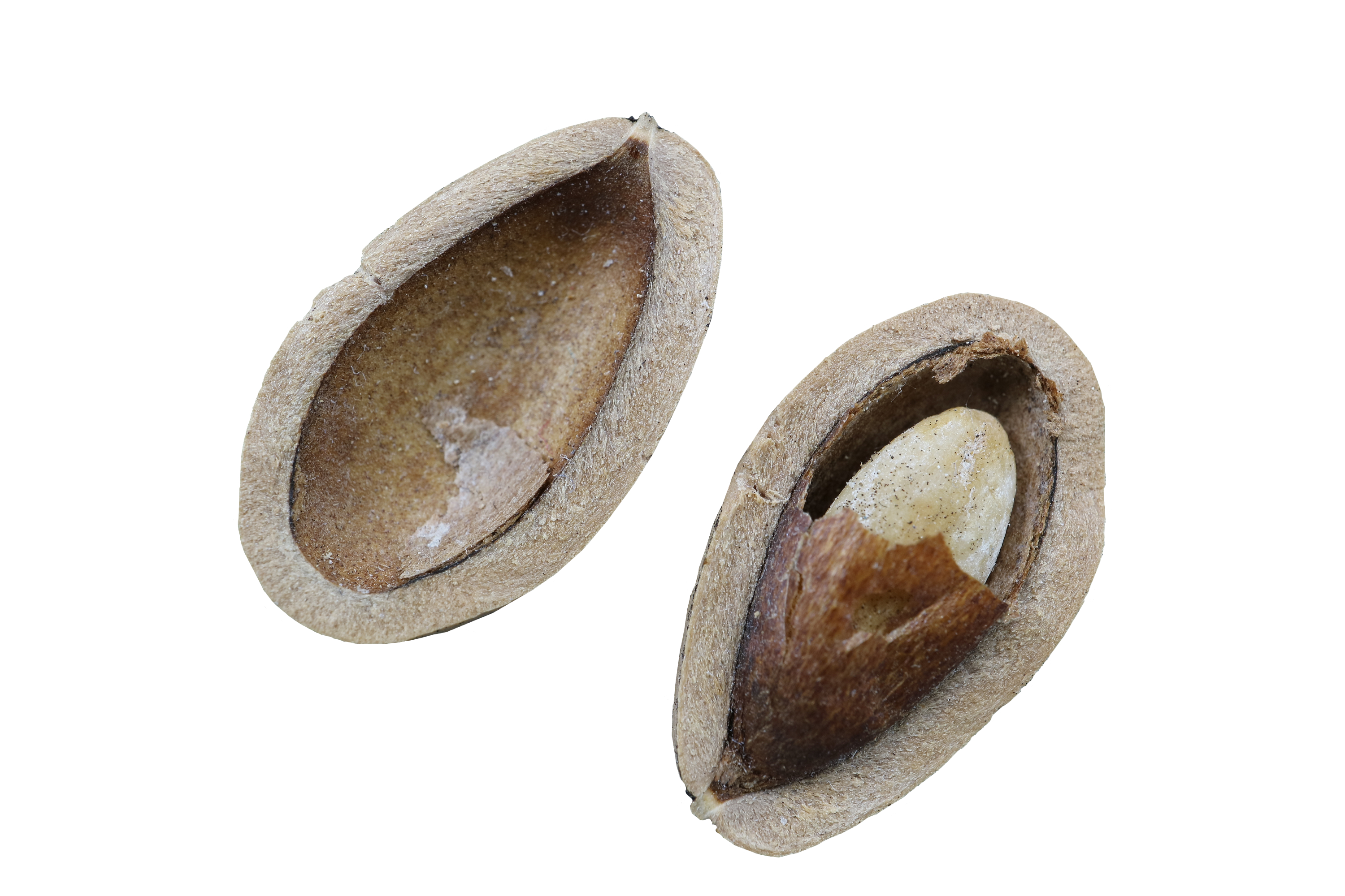Pine Nuts Macro