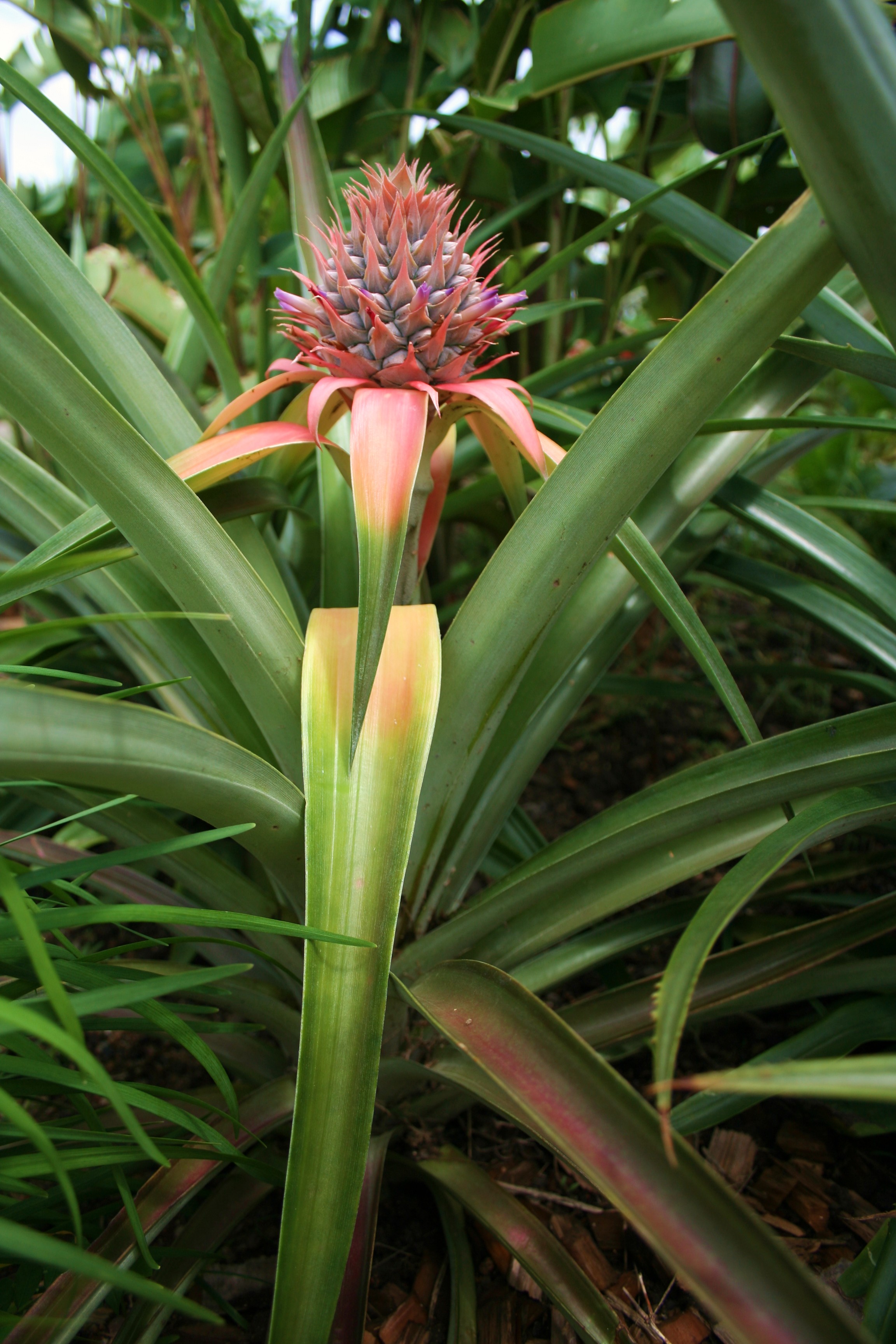 Pineapple-003