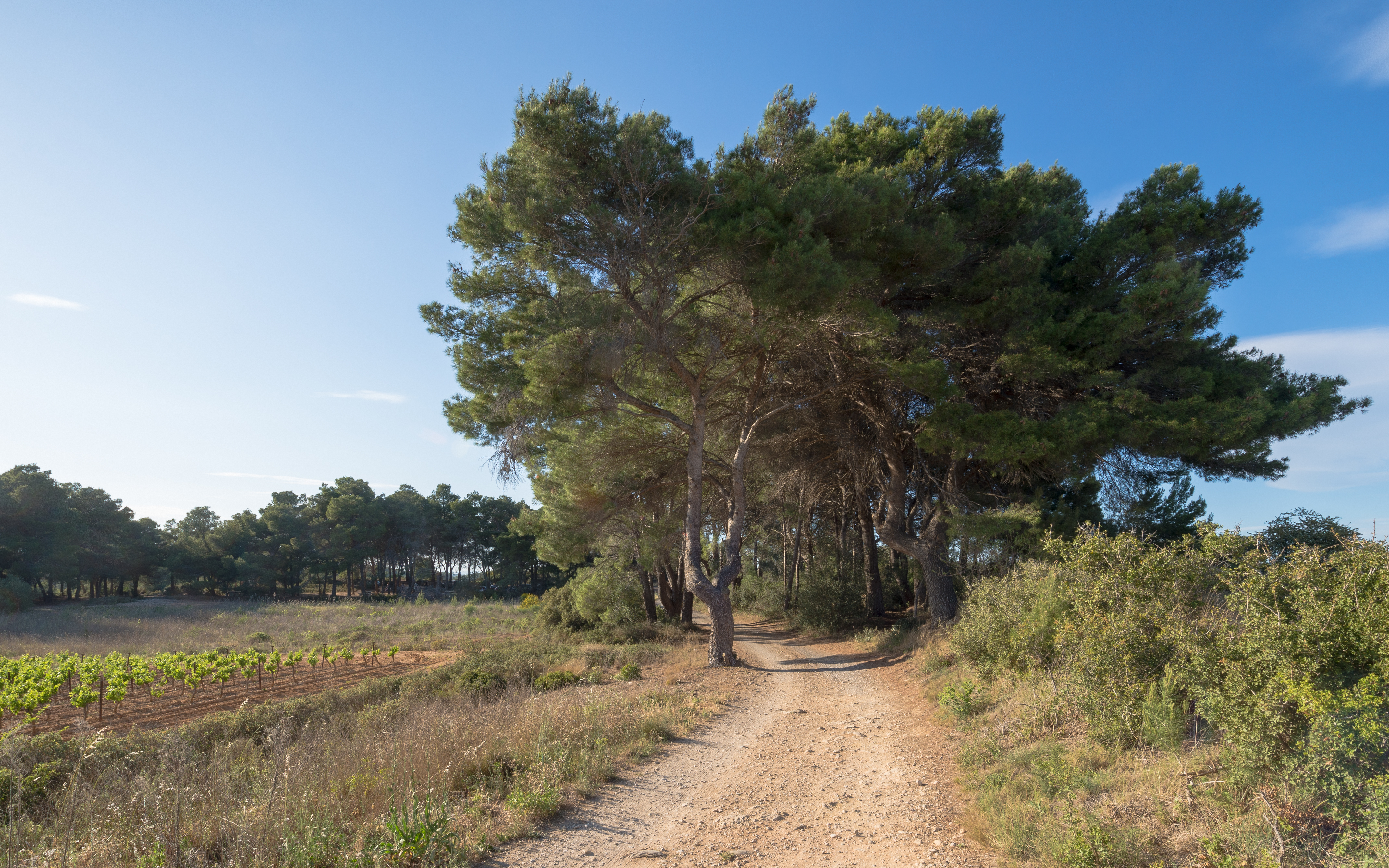 Pinet, Hérault 01