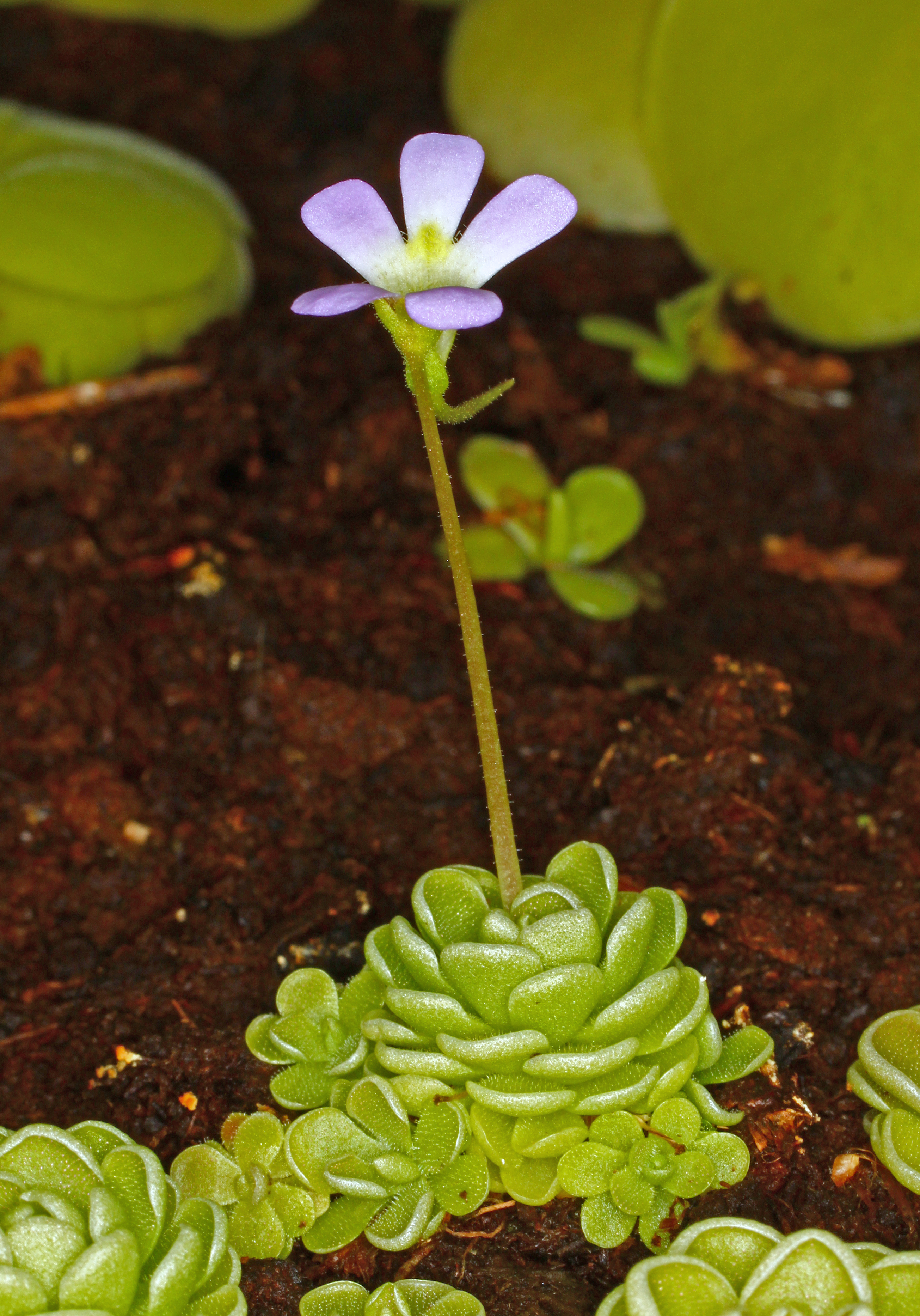 Pinguicula esseriana 02
