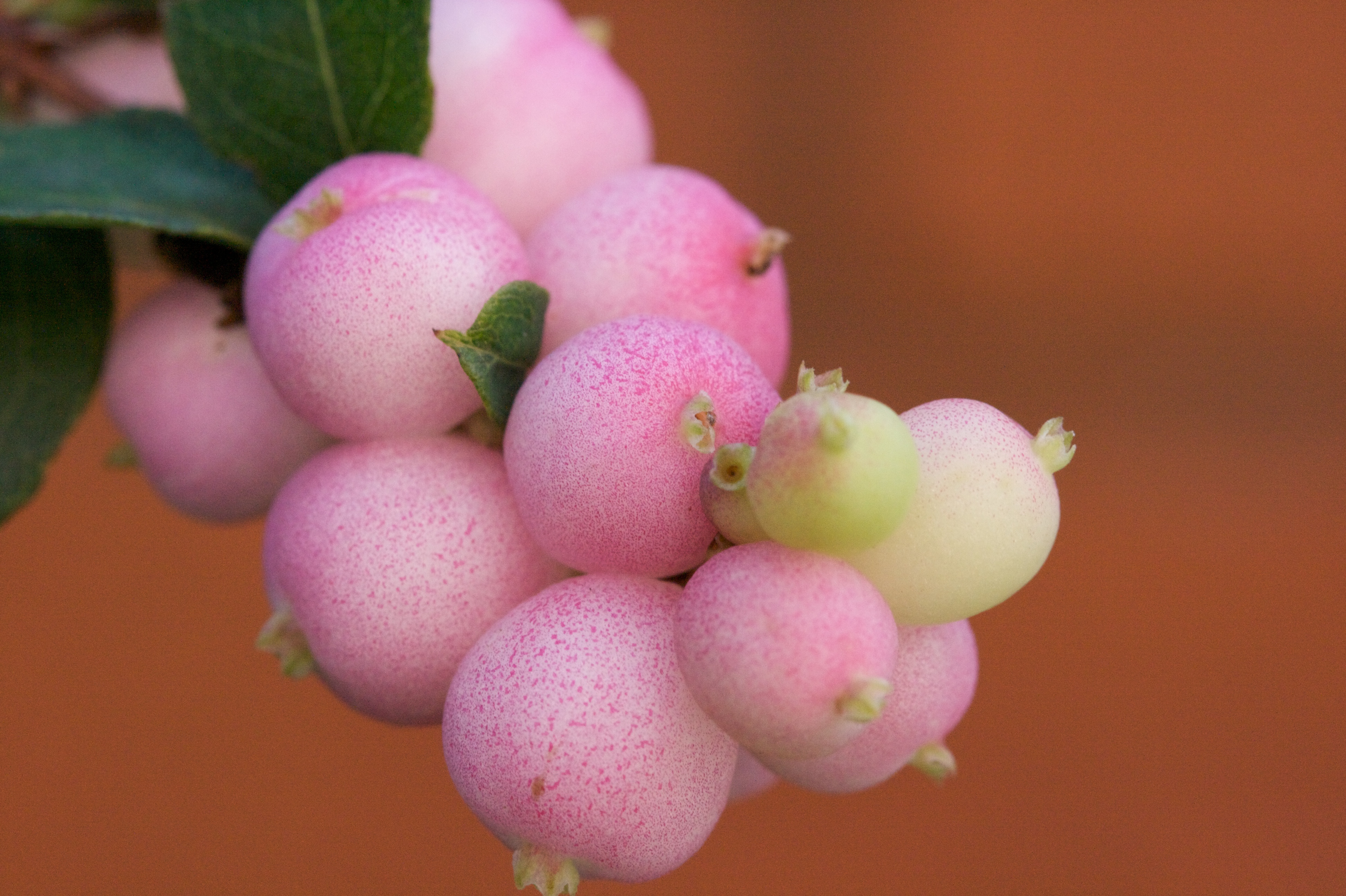 Pink berries macro
