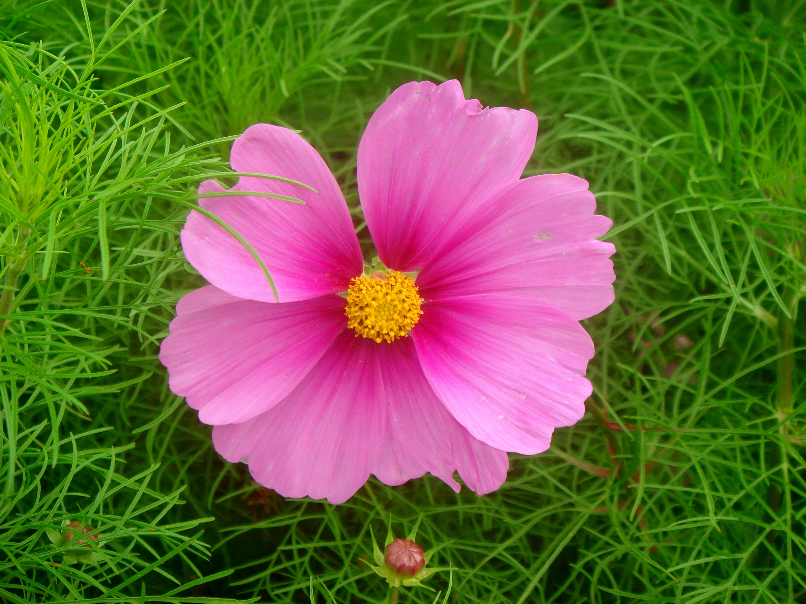 Pink cosmos 03481