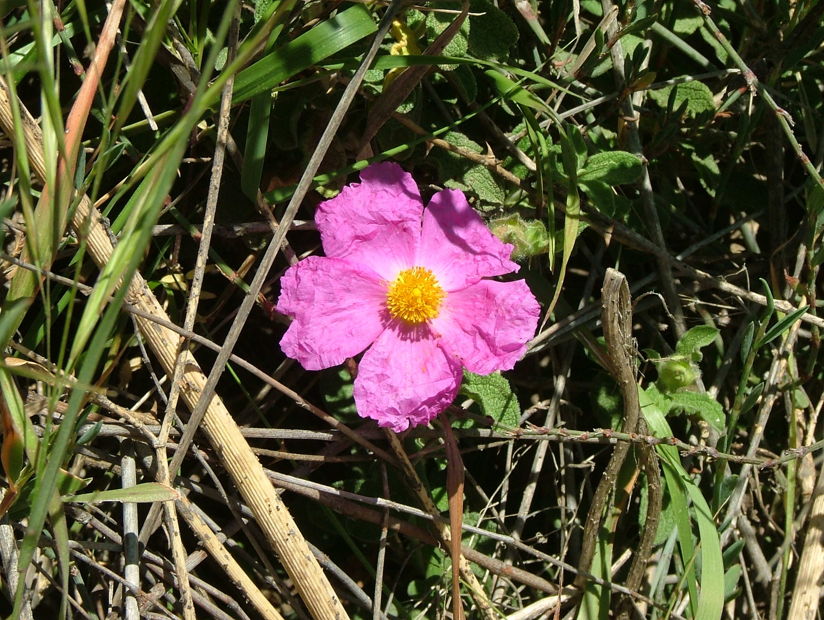Pink Rock-Rose 01