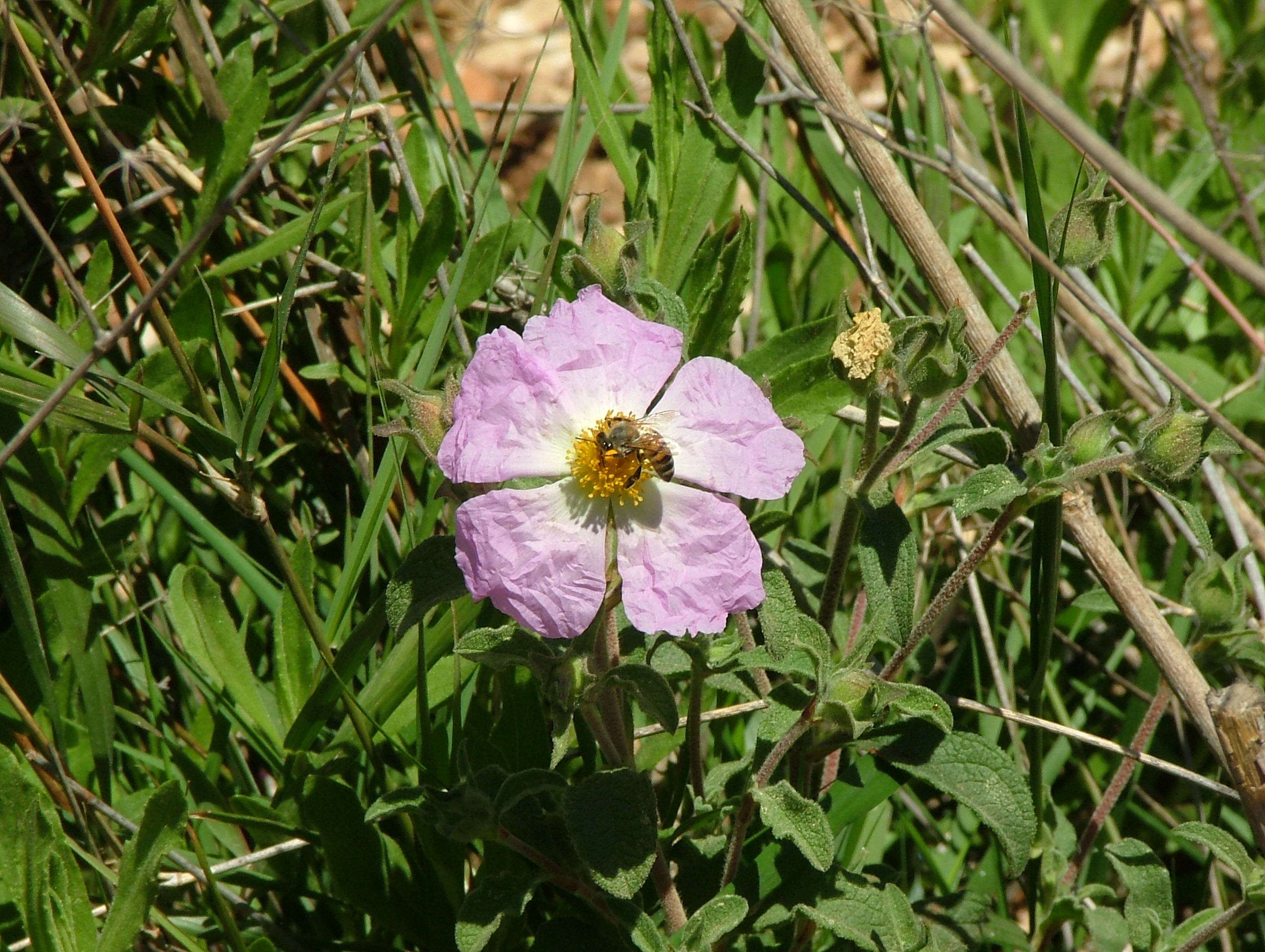 Pink Rock-Rose 03