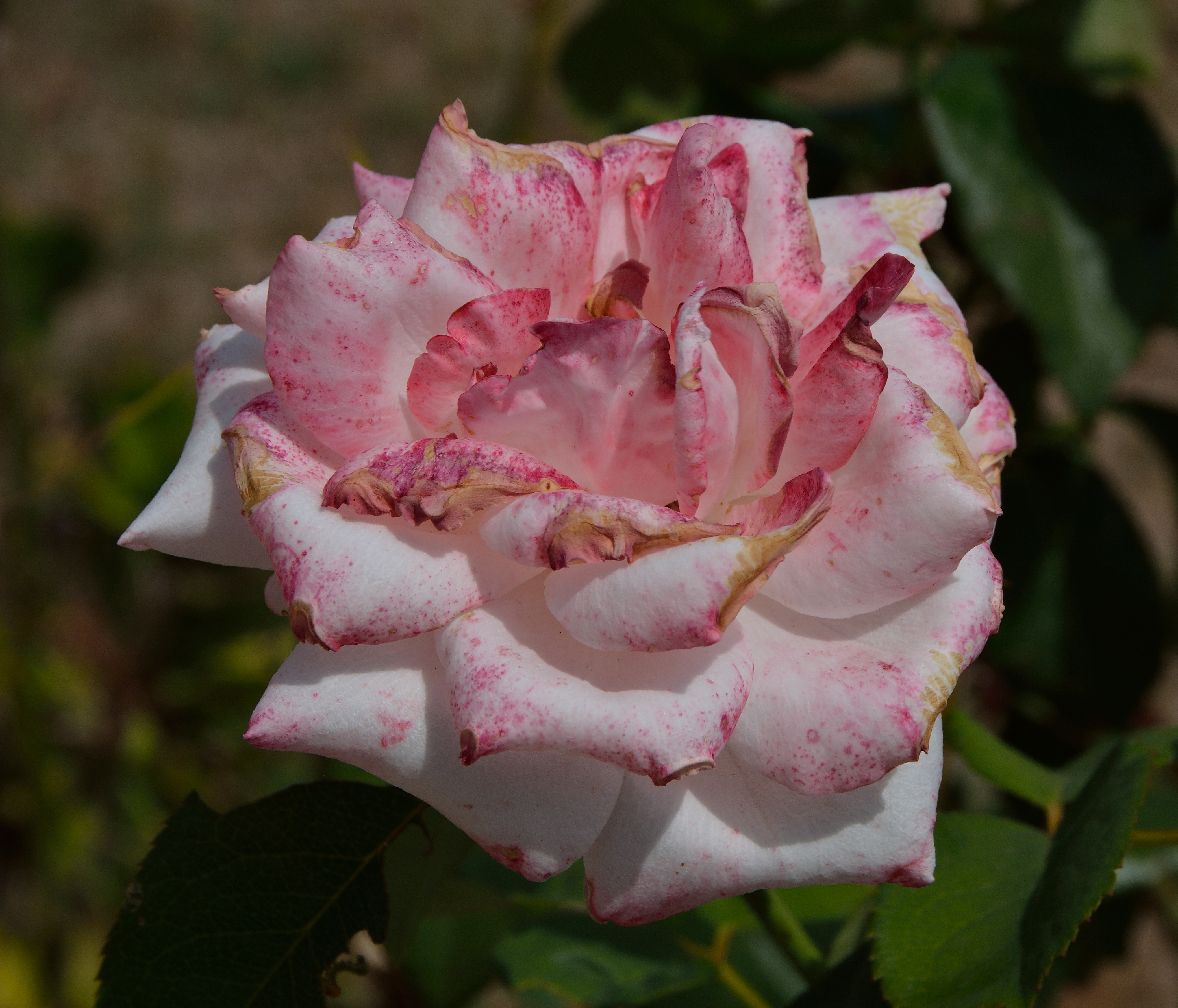 Pink rose and red