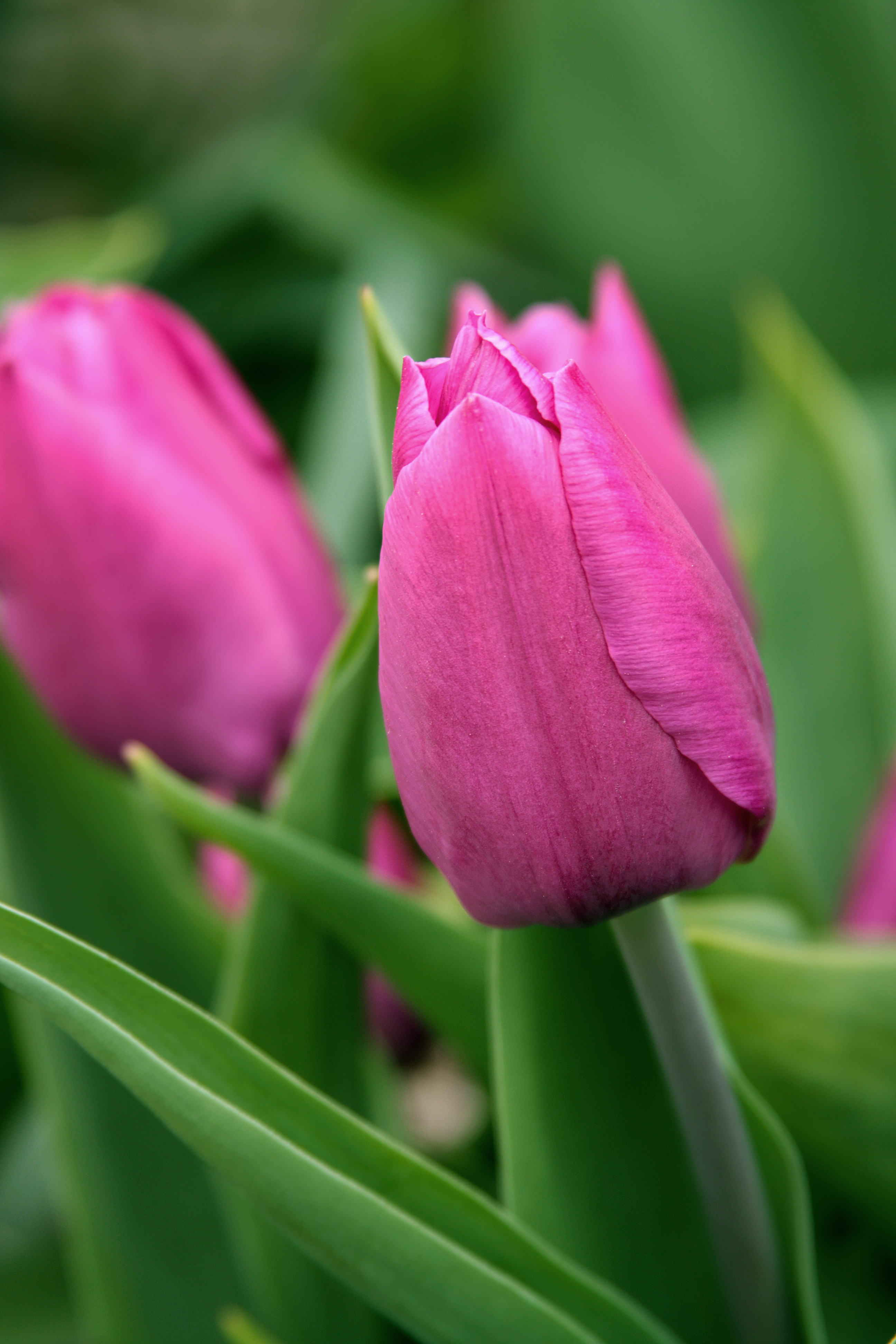 Pink Tulip