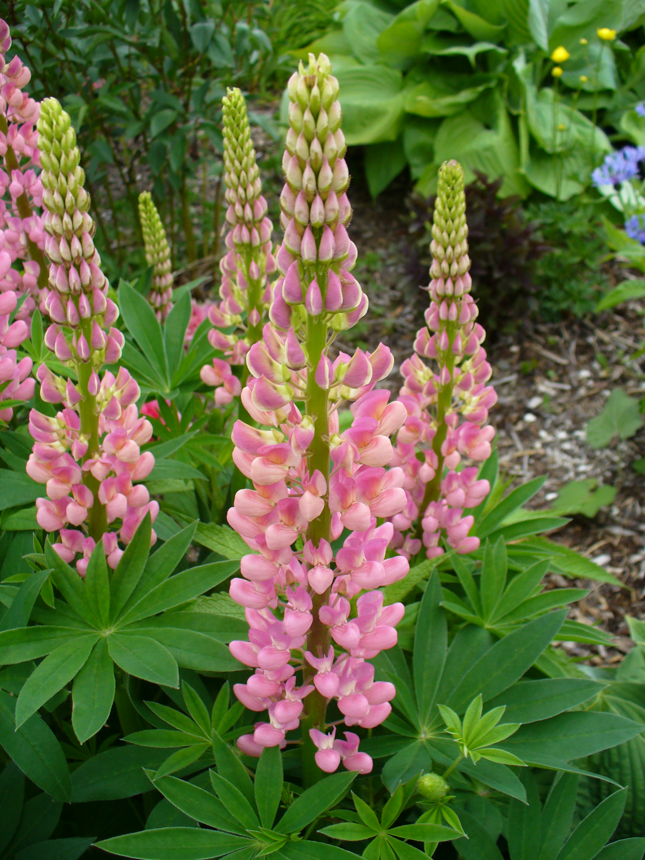 Pinkplant