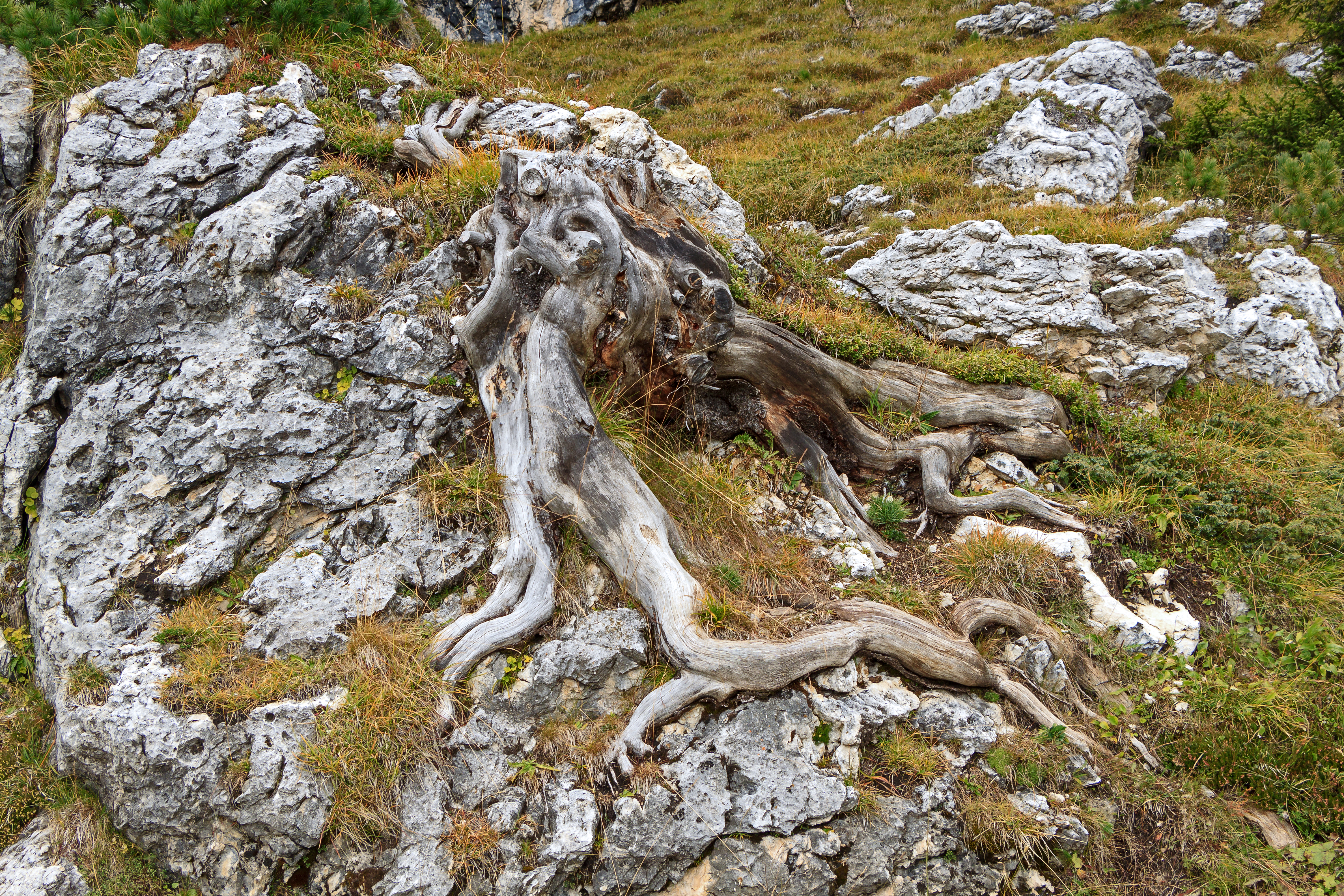 Pinus cembra 001