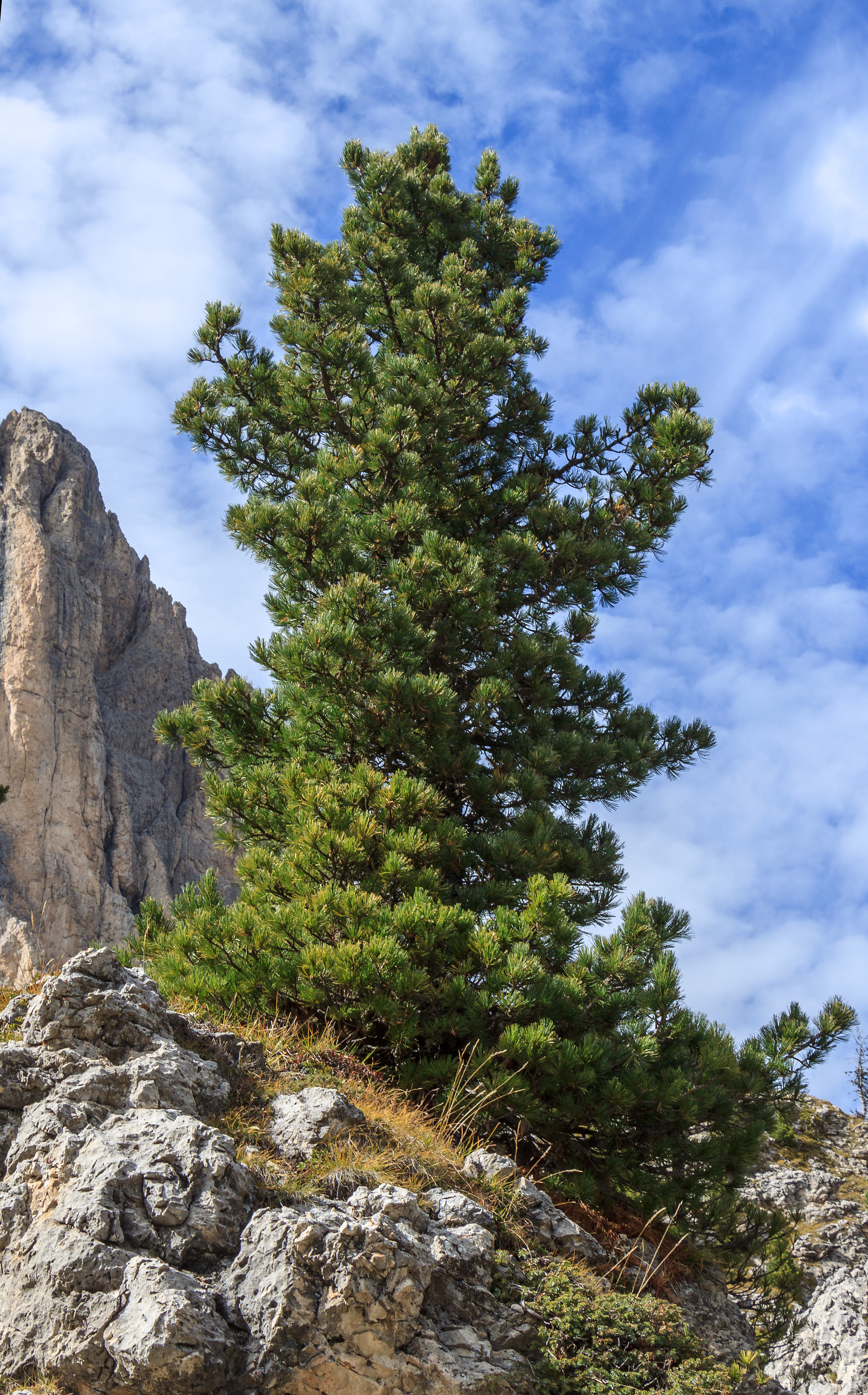 Pinus cembra 002