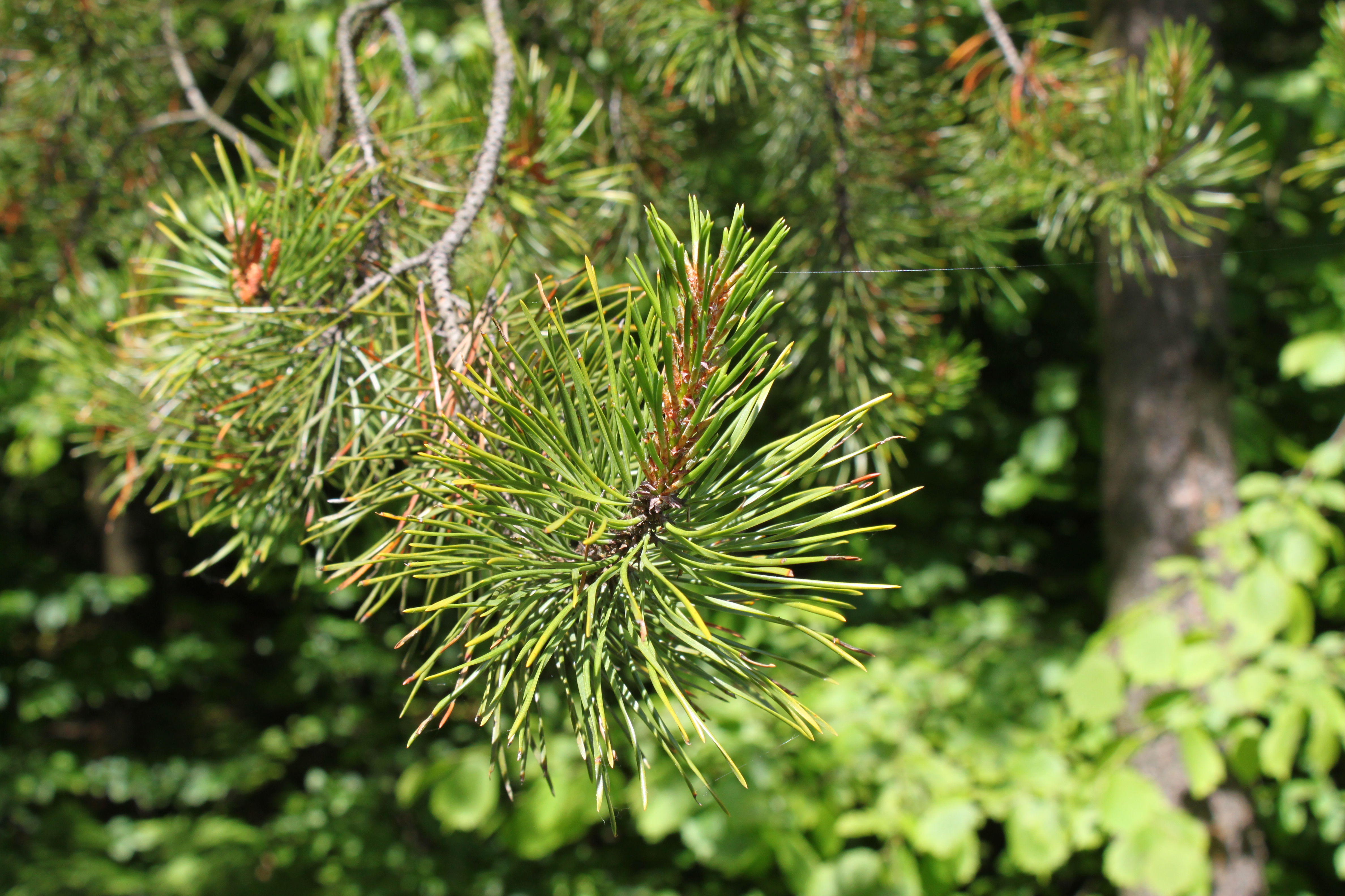 Pinus contorta latifolia foliage