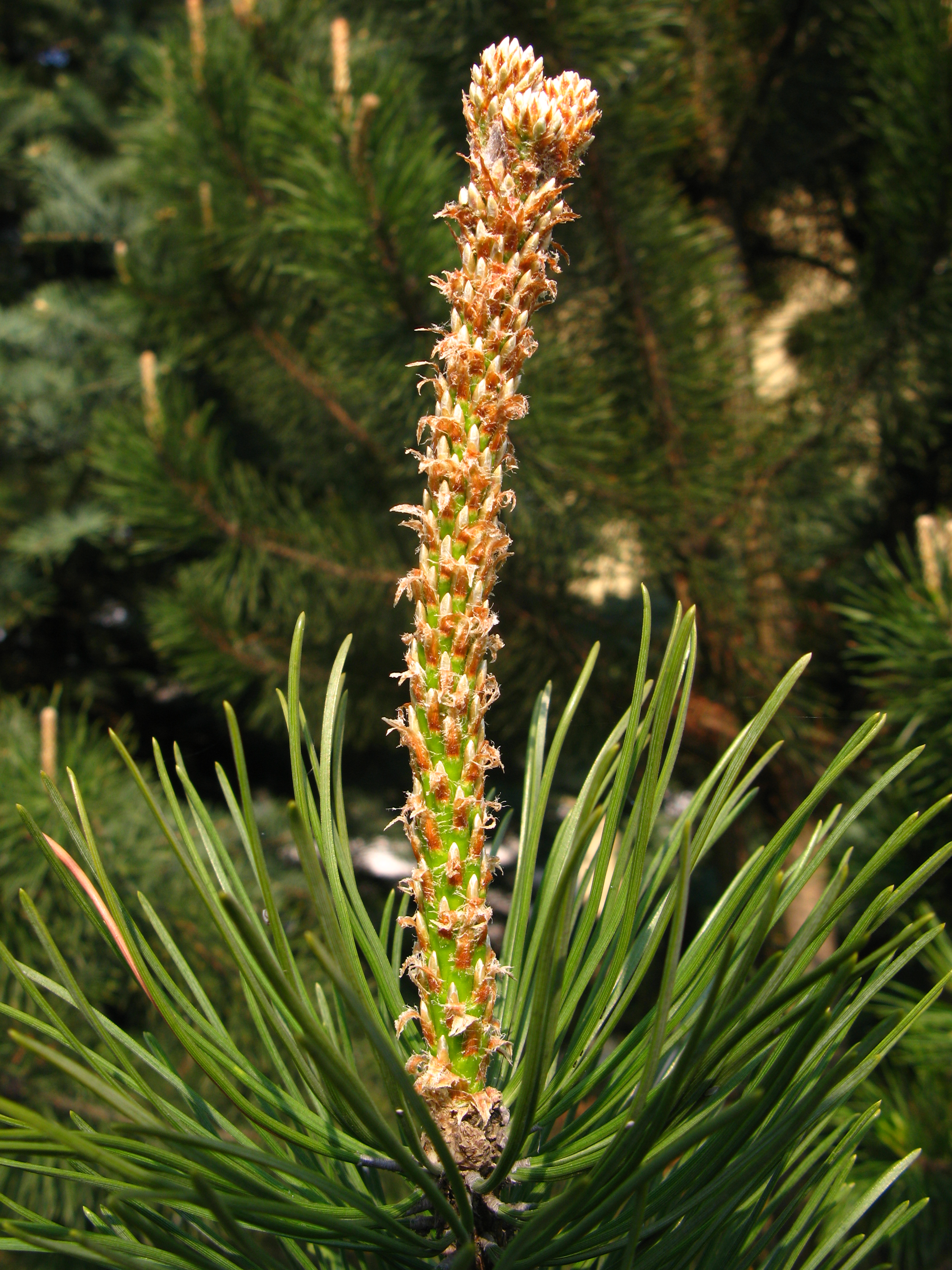 Pinus mugo nothosubsp. rotundata shoots