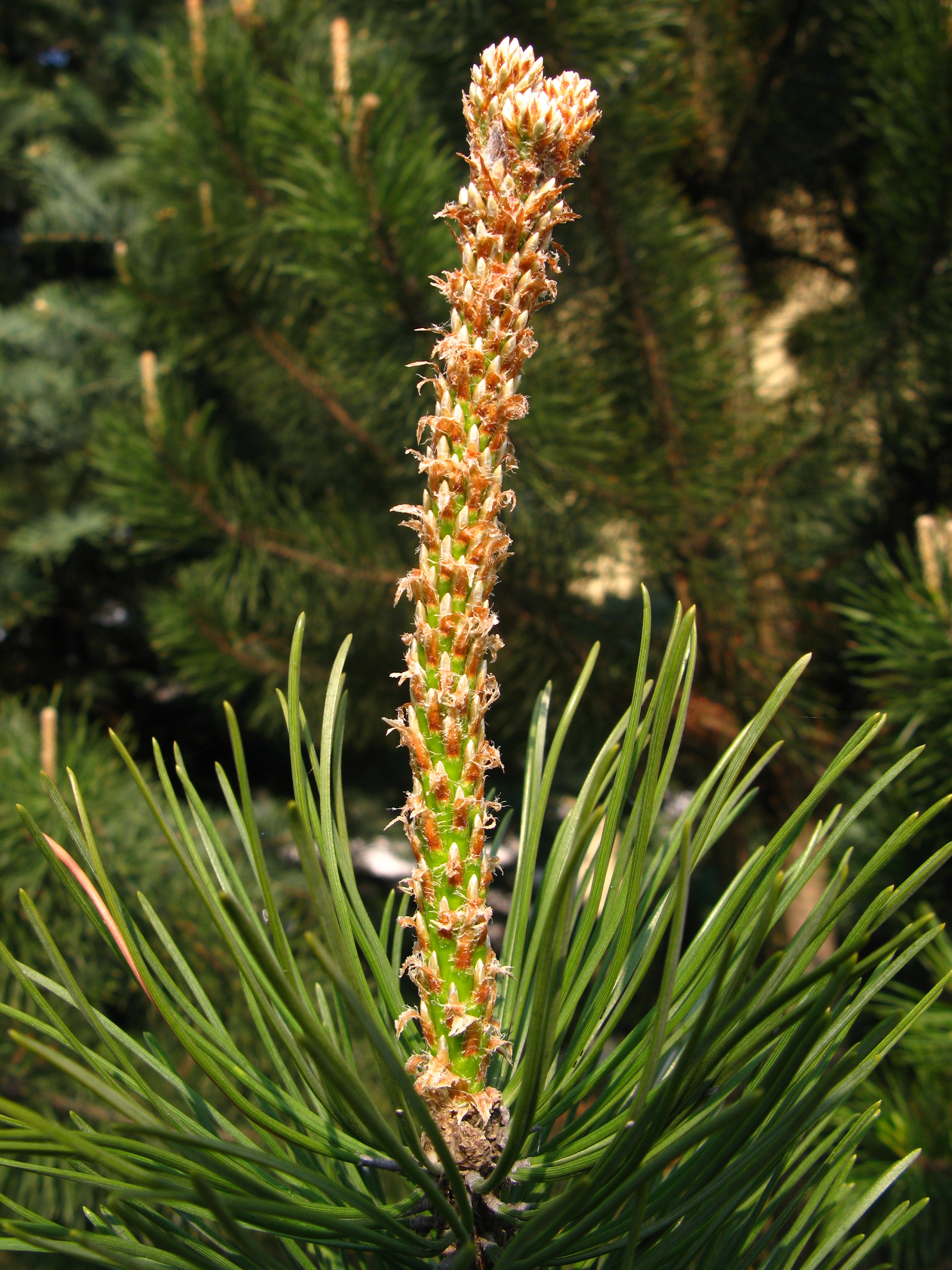 Pinus mugo nothosubsp. rotundata shoots
