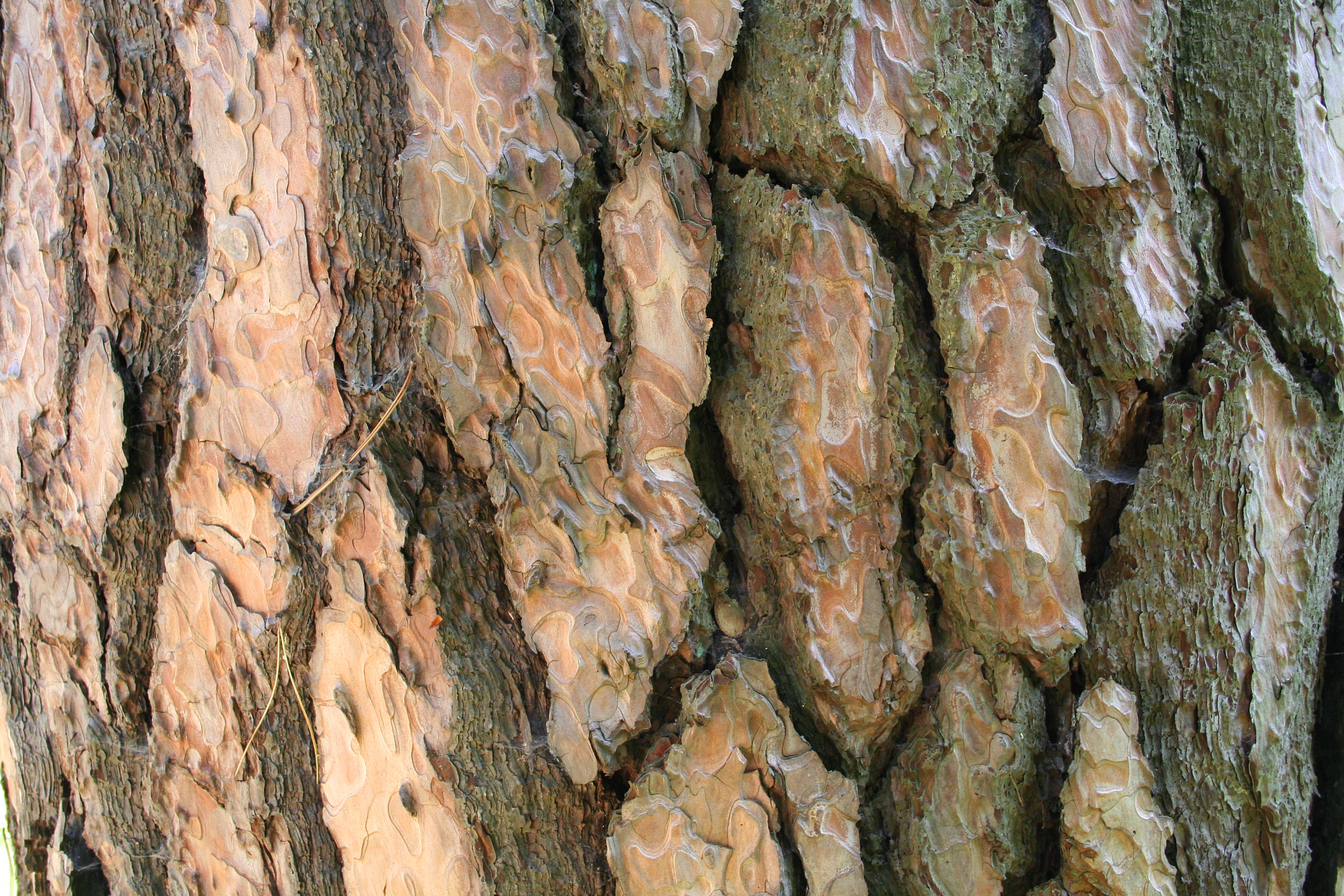 Pinus nigra JPG4Ad