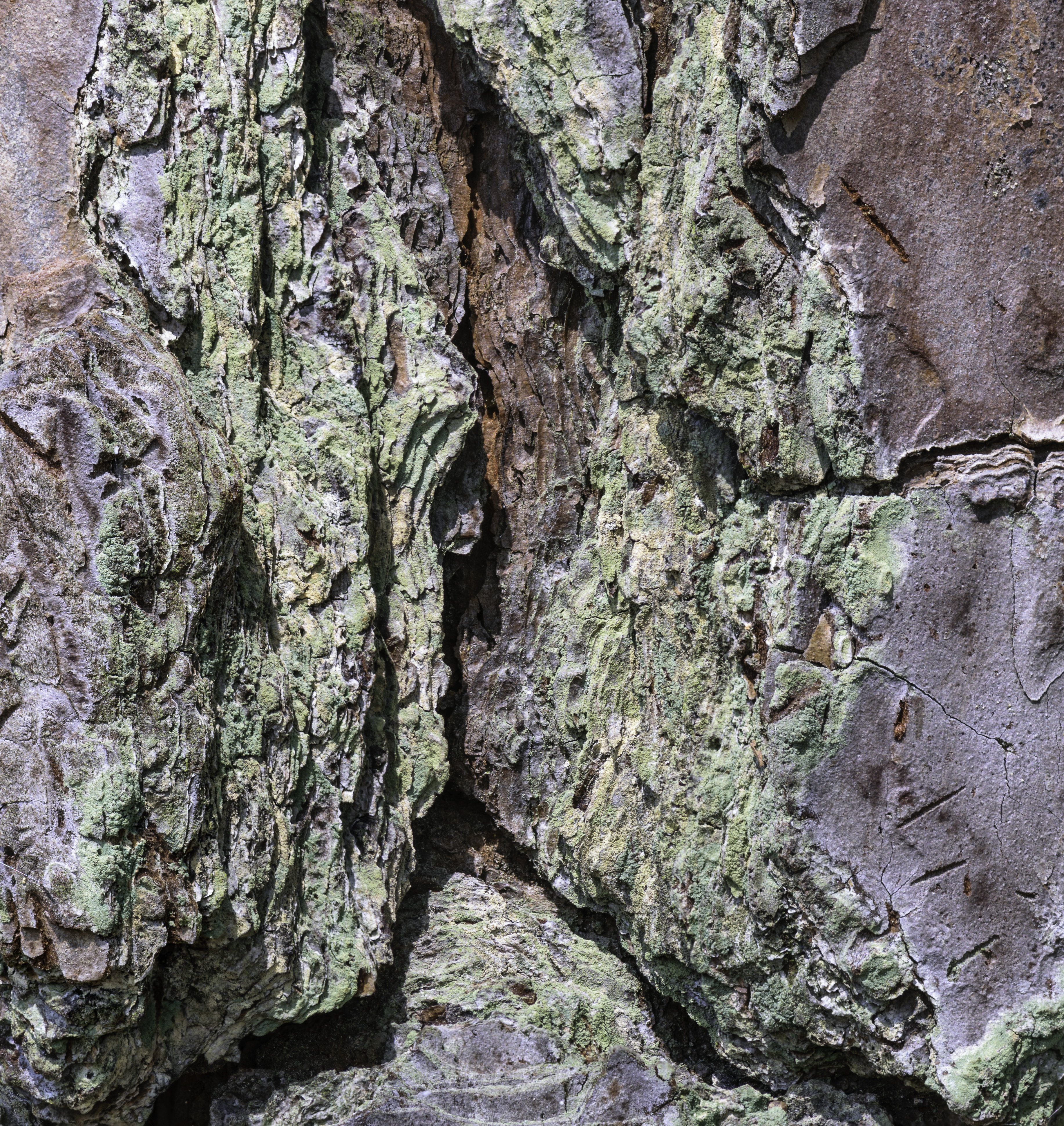 Pinus palustris bark 7 NBG LR